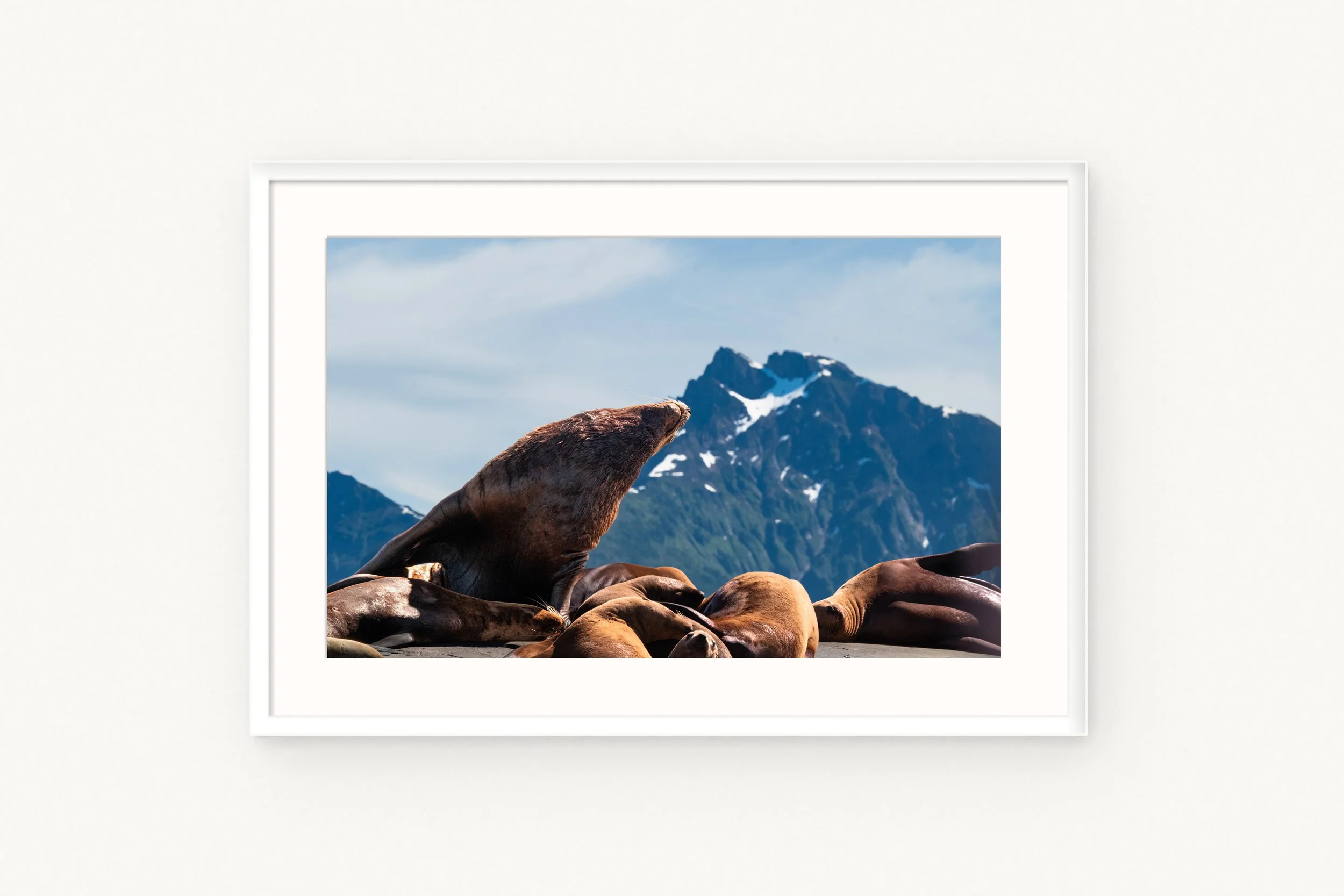 sea-lions-white.jpg
