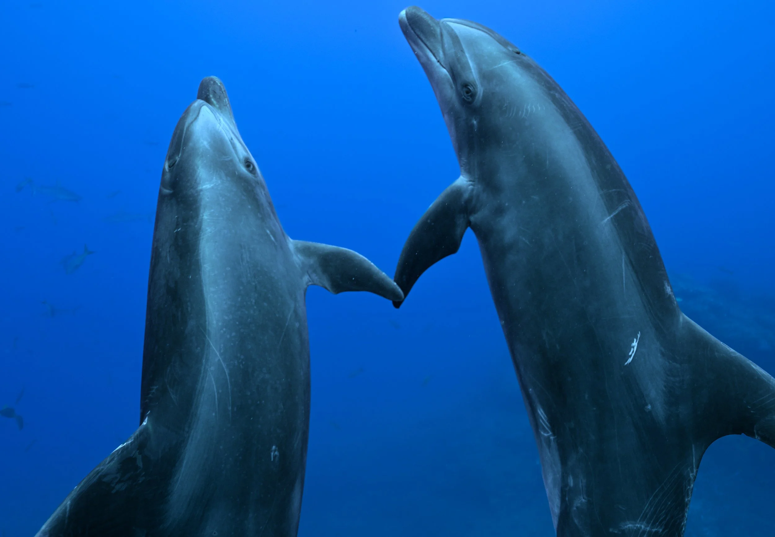 Delphinus and Amphitrite