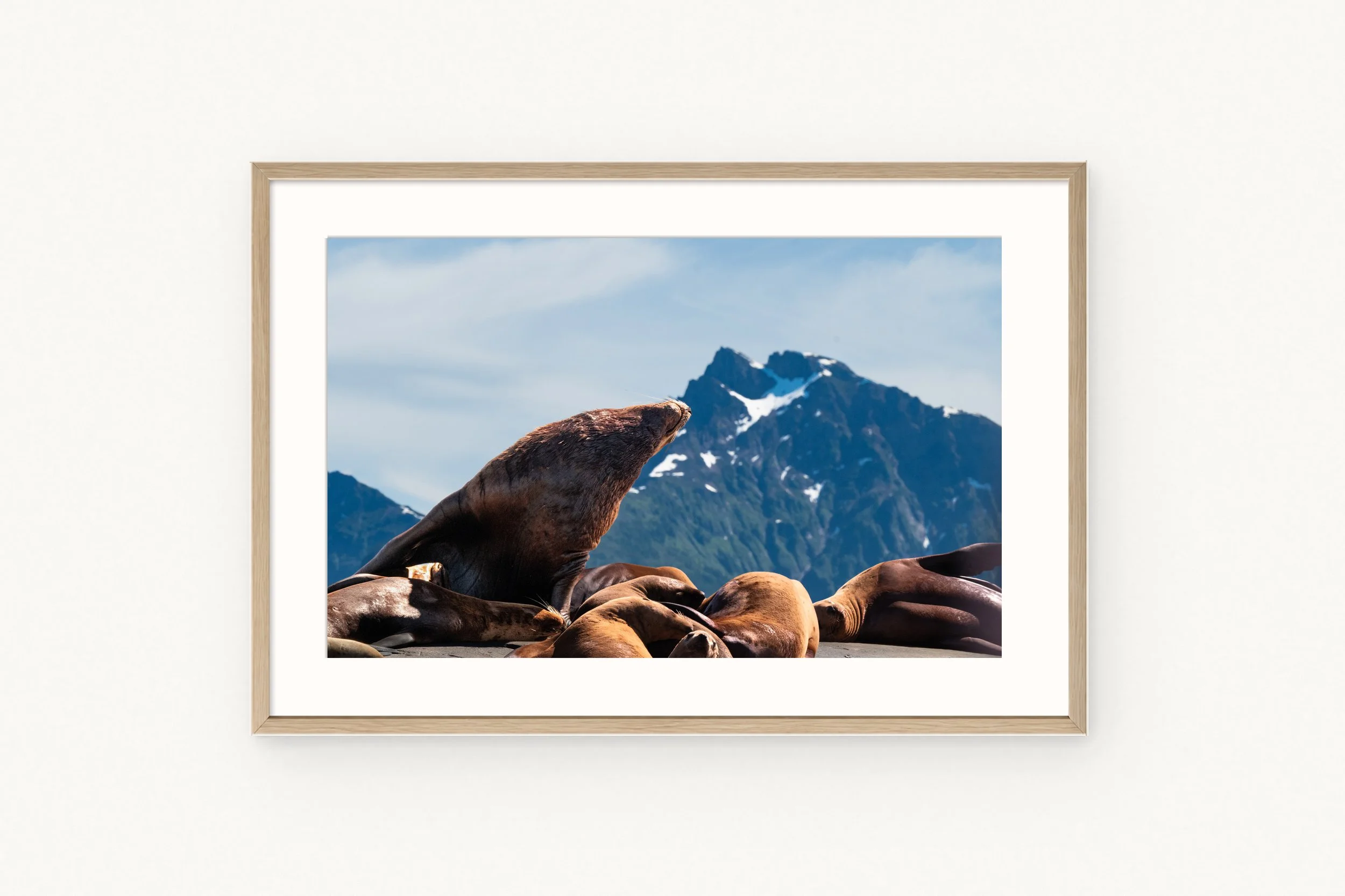 sea-lions-wood.jpg