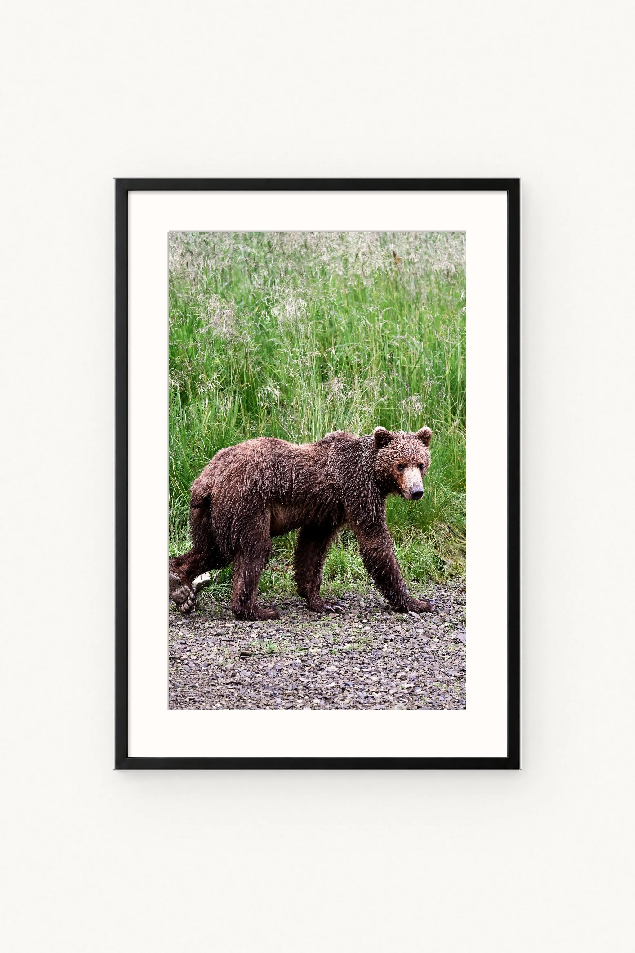 bear-walking-black.jpg
