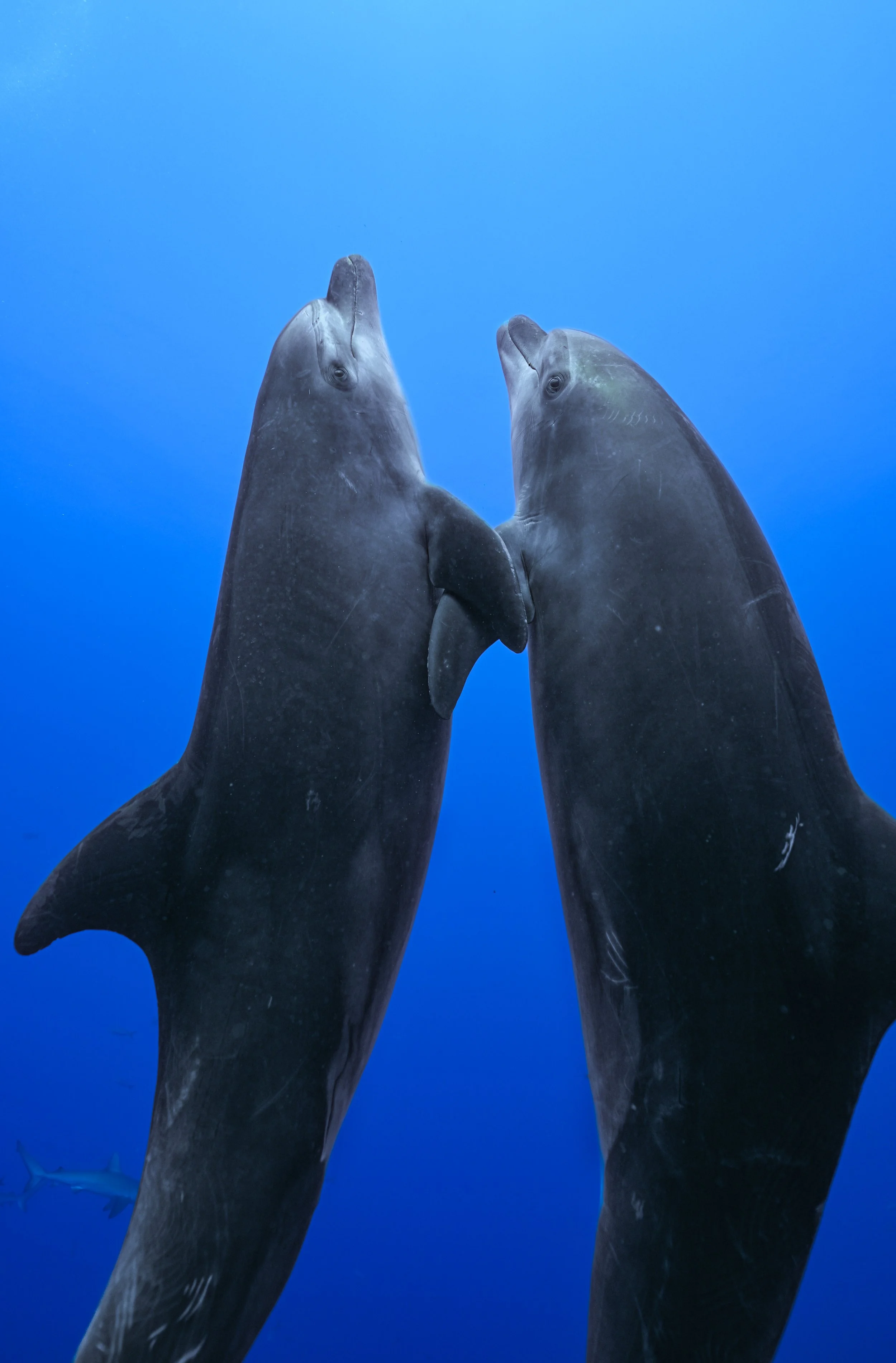 Love Below