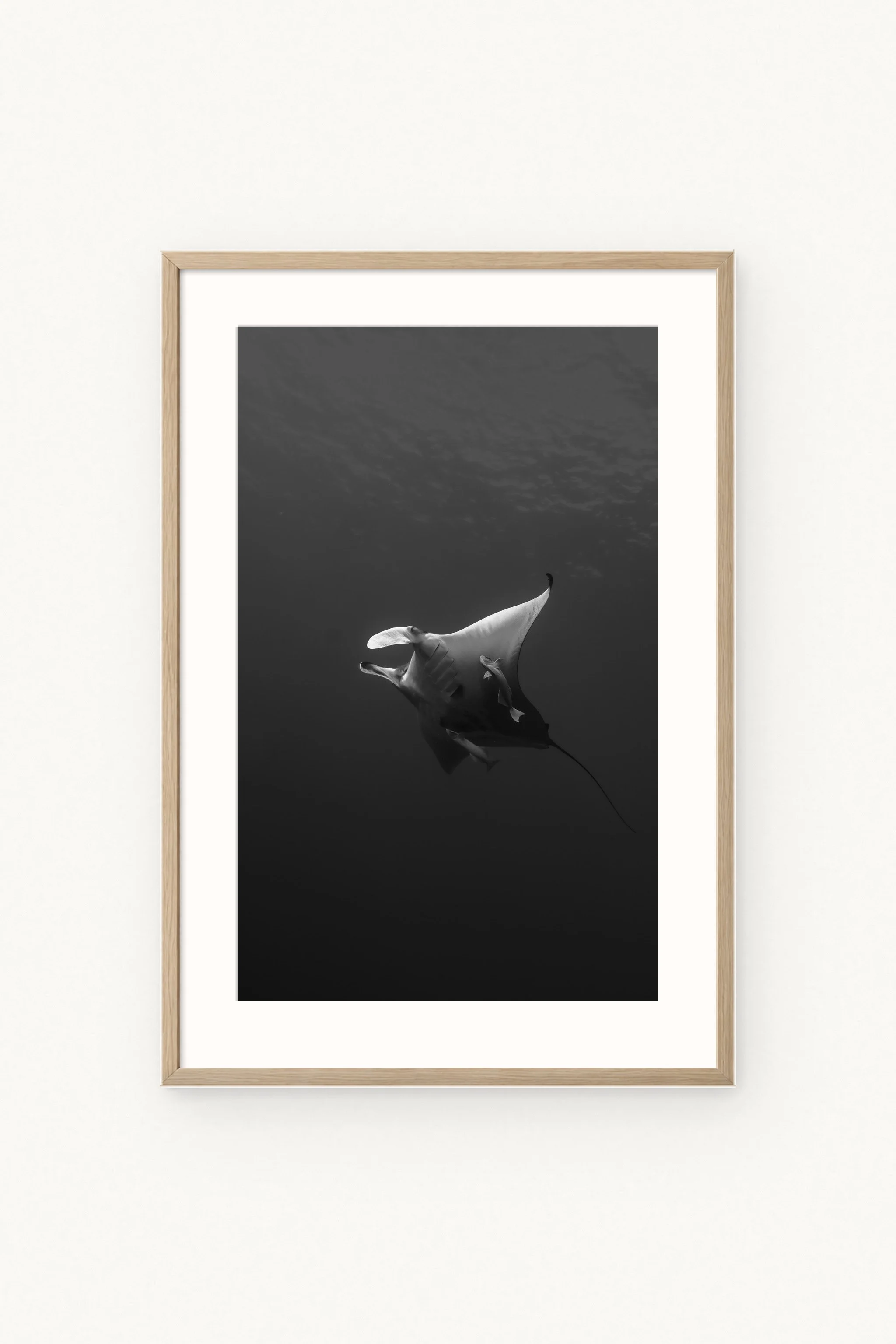 manta-bw-glide-wood.jpg
