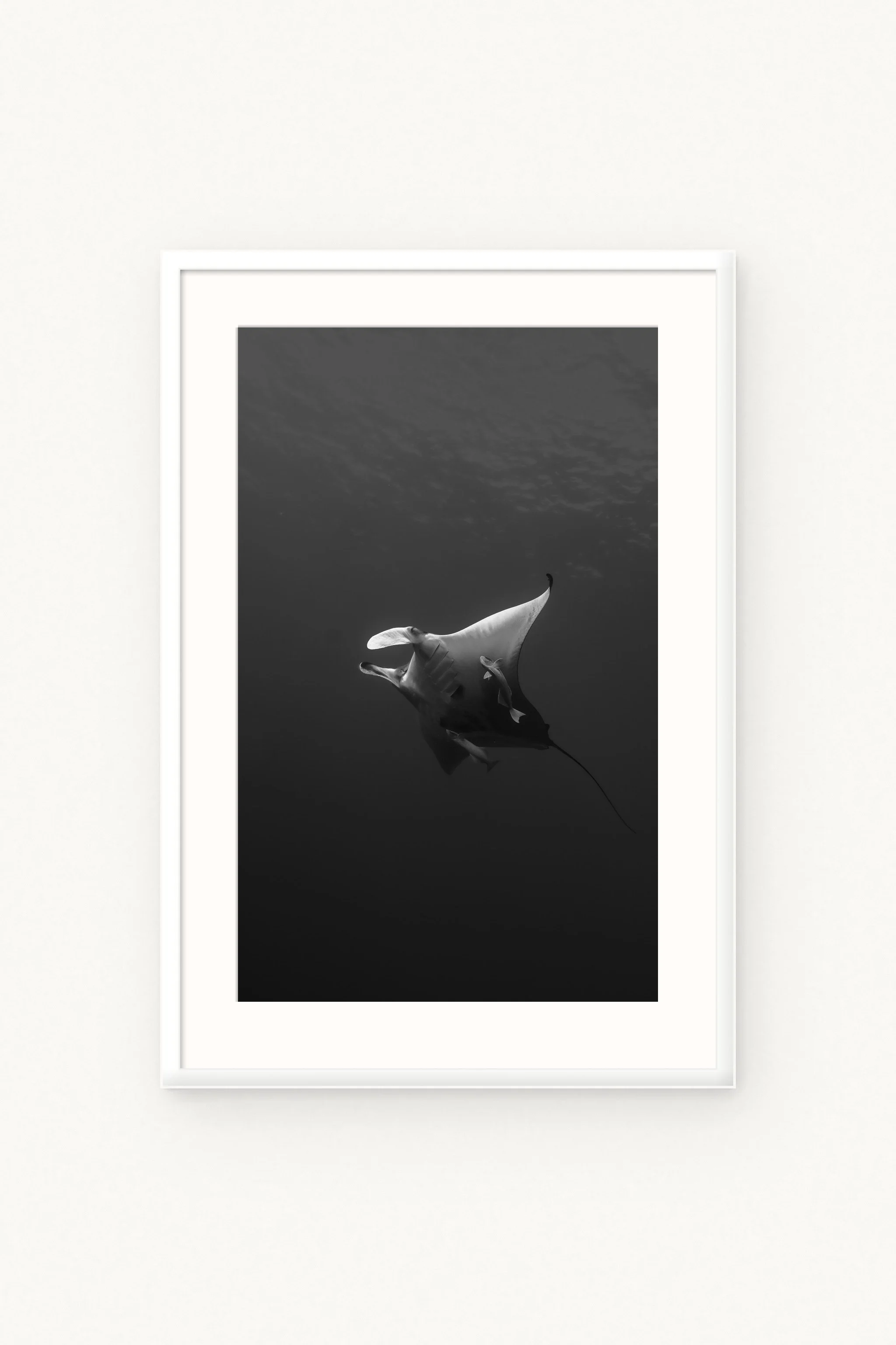 manta-bw-glide-white.jpg