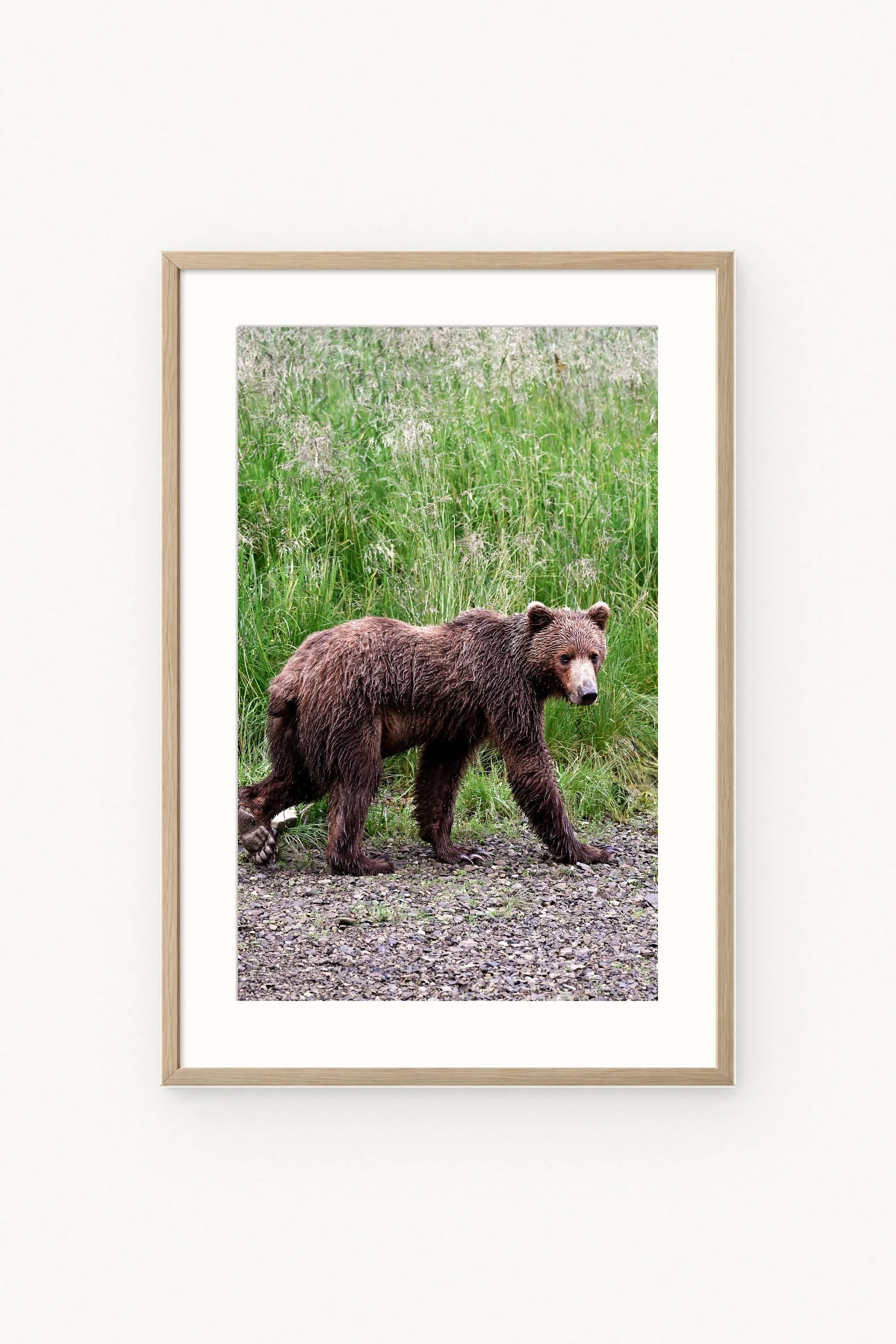 bear-walking-wood.jpg