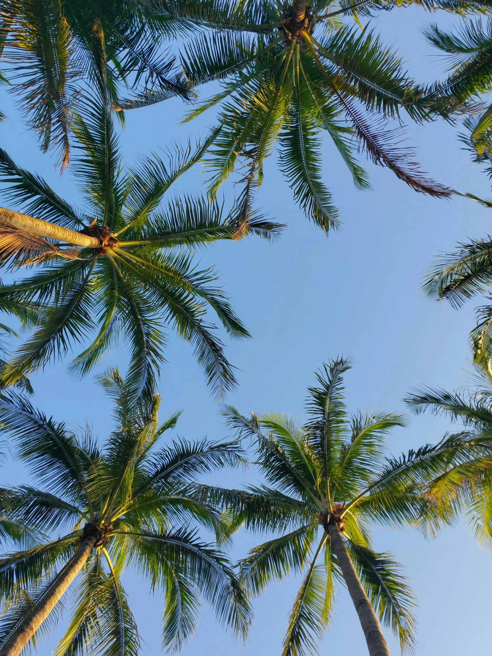 Looking up at tall palm trees with green fronds against a clear blue sky.