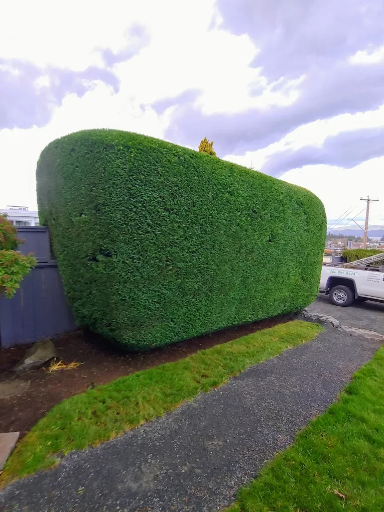 Professionally trimmed cypress hedge with beveled edges giving it a crisp finish