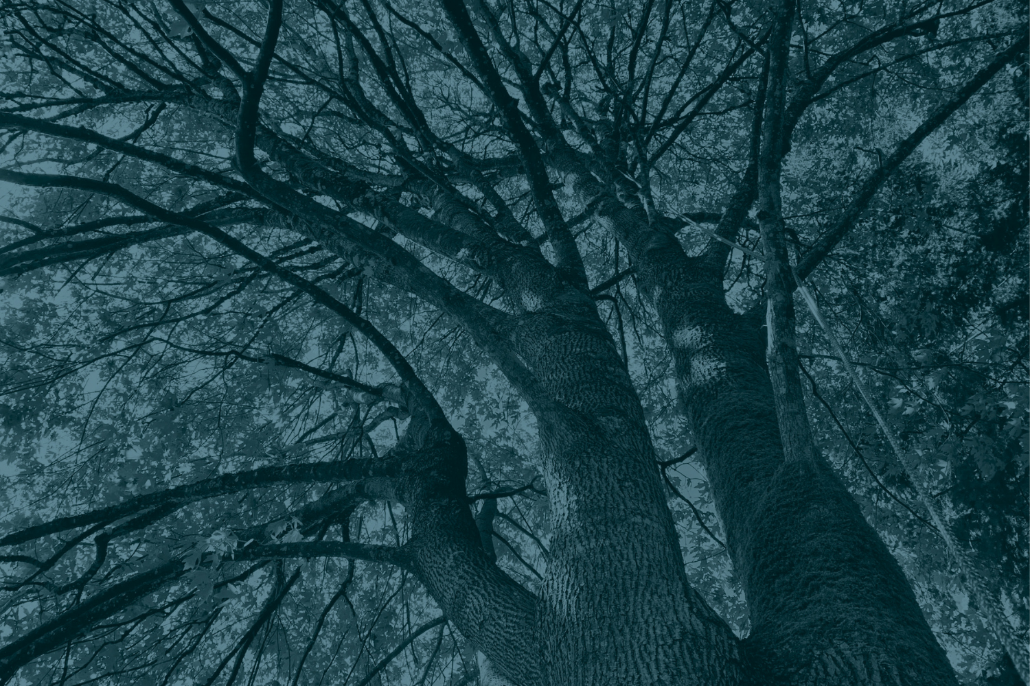 Large maple tree
