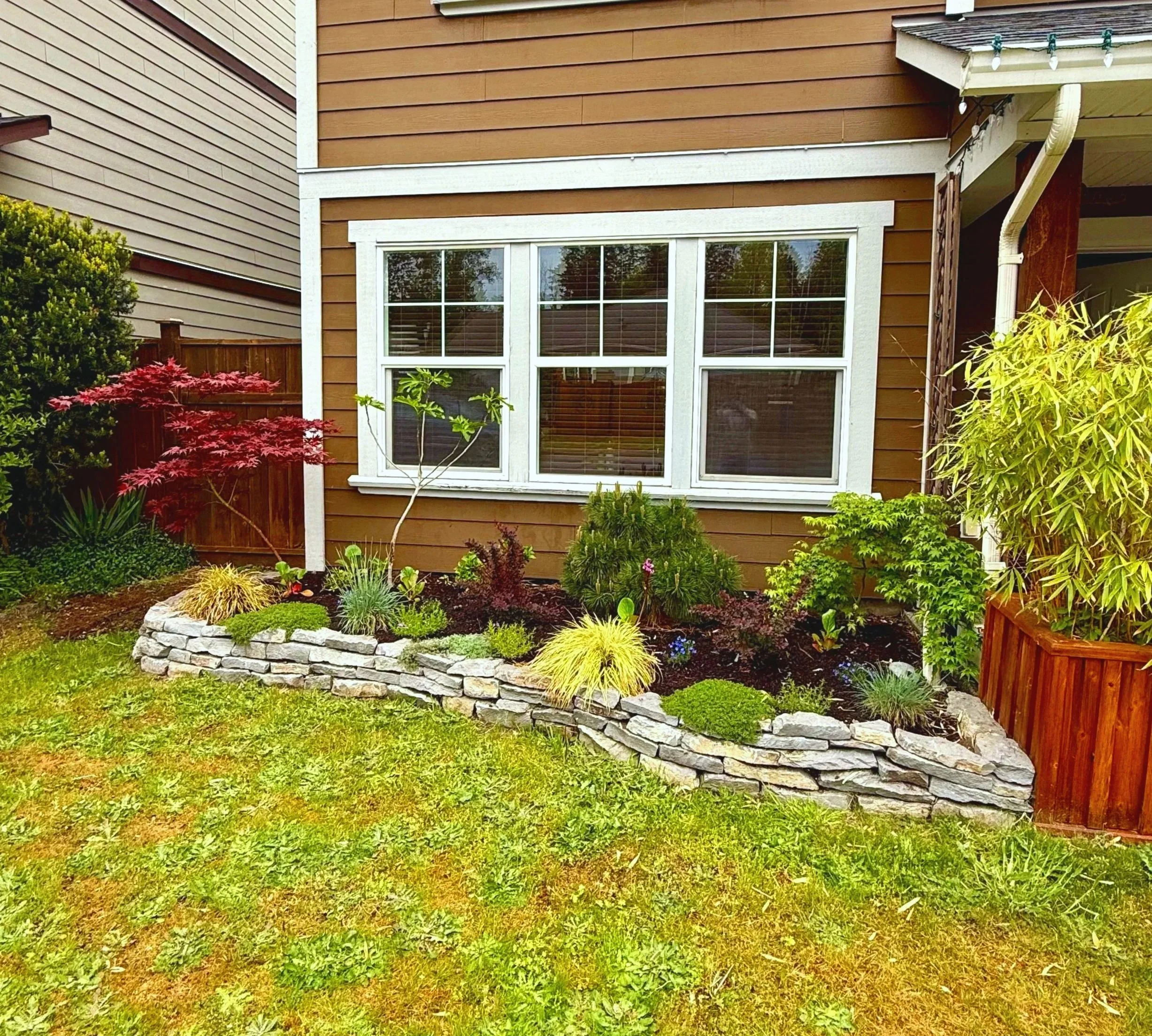 Basalt Stone Garden Bed, Japanese Maple, Black Pine, Creeping Thyme, Berberis, Lithidora