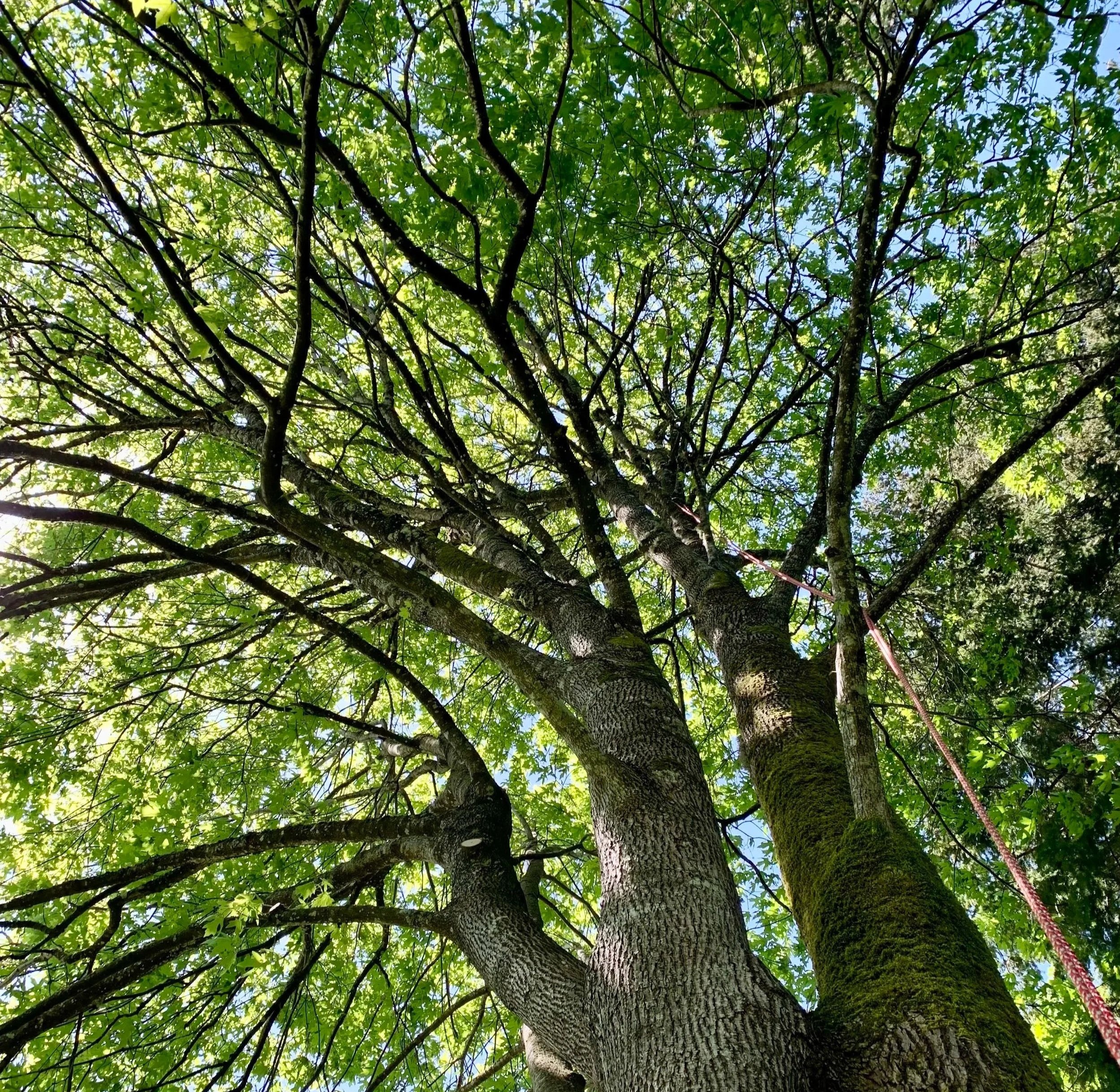 Bigleaf maple canopy thinning, deadwood removal