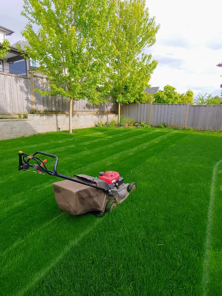 Commercial Honda mower and a lush green lawn