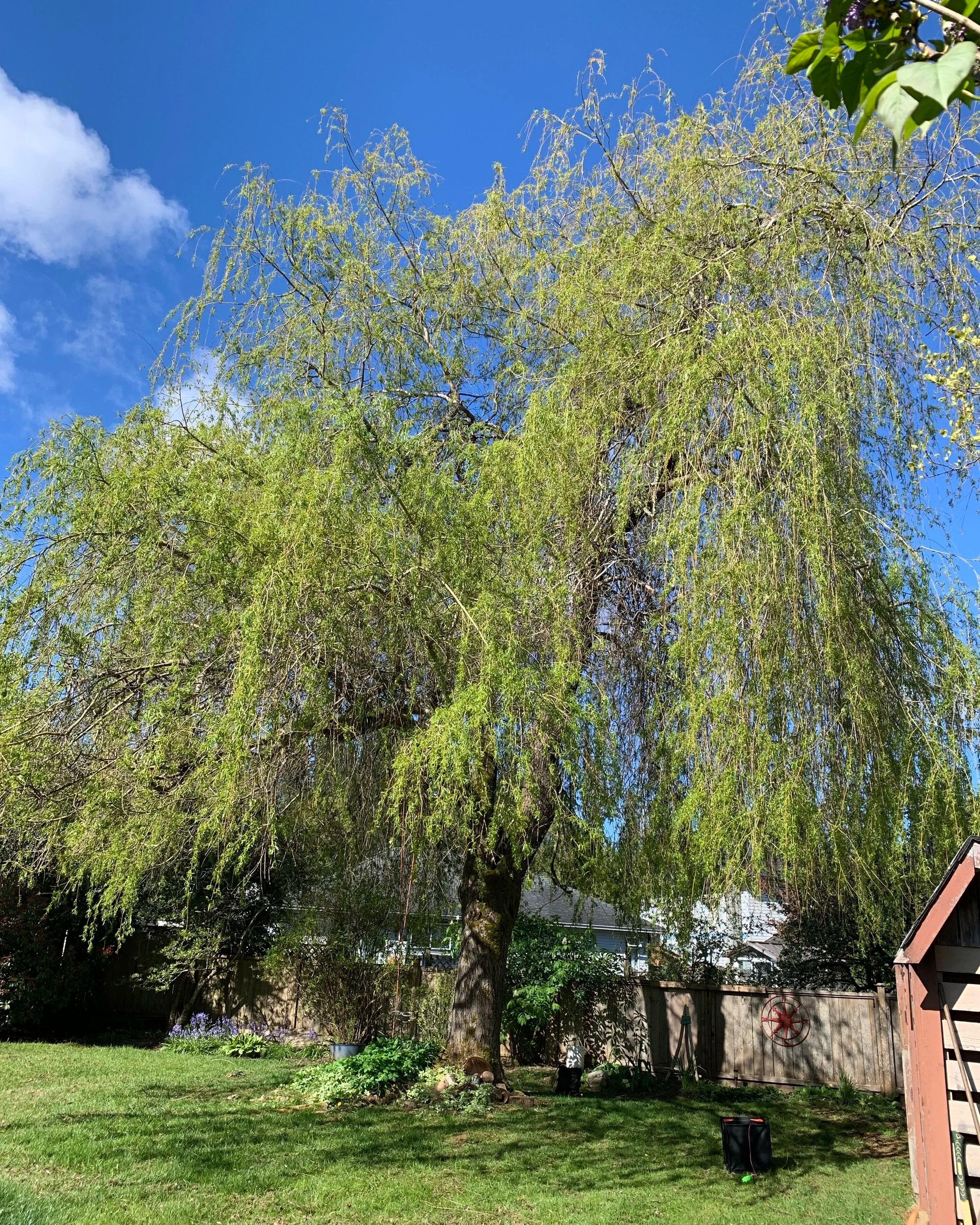 Willow tree that needs pruning