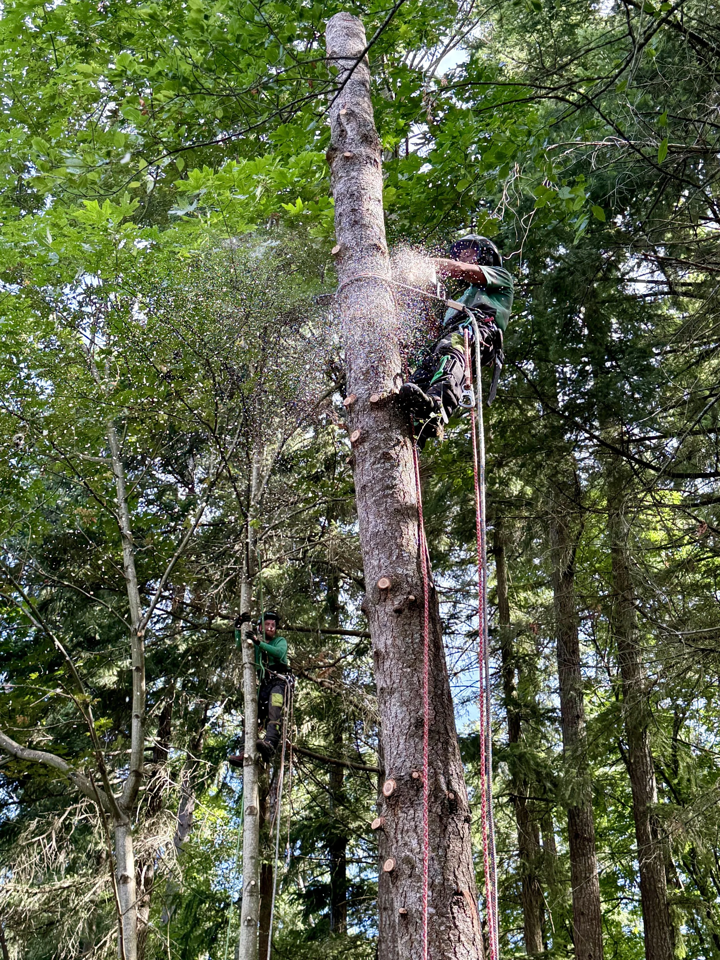 Douglas fir tree removal