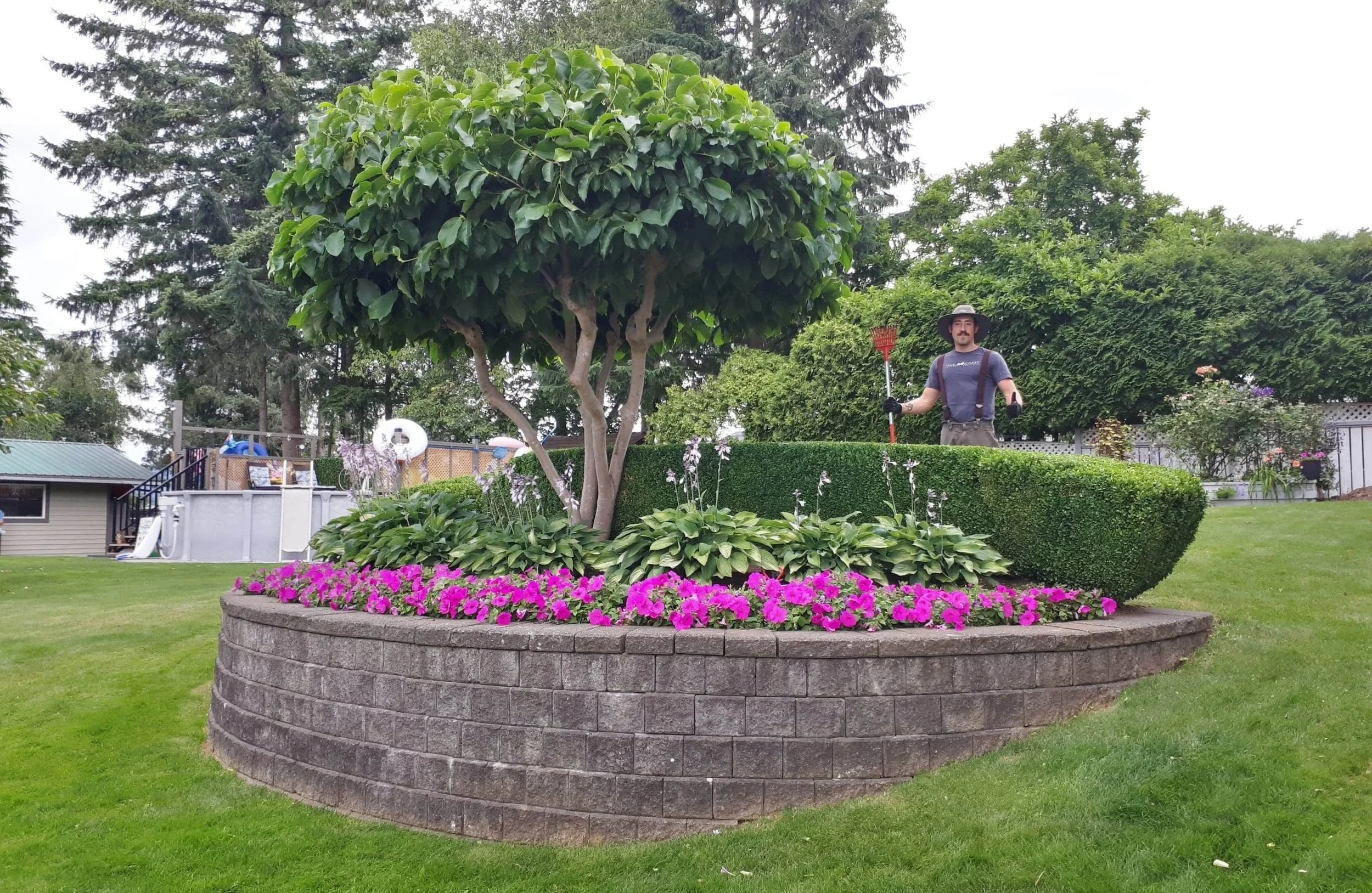 magnolia, boxwood, hosta combination planting