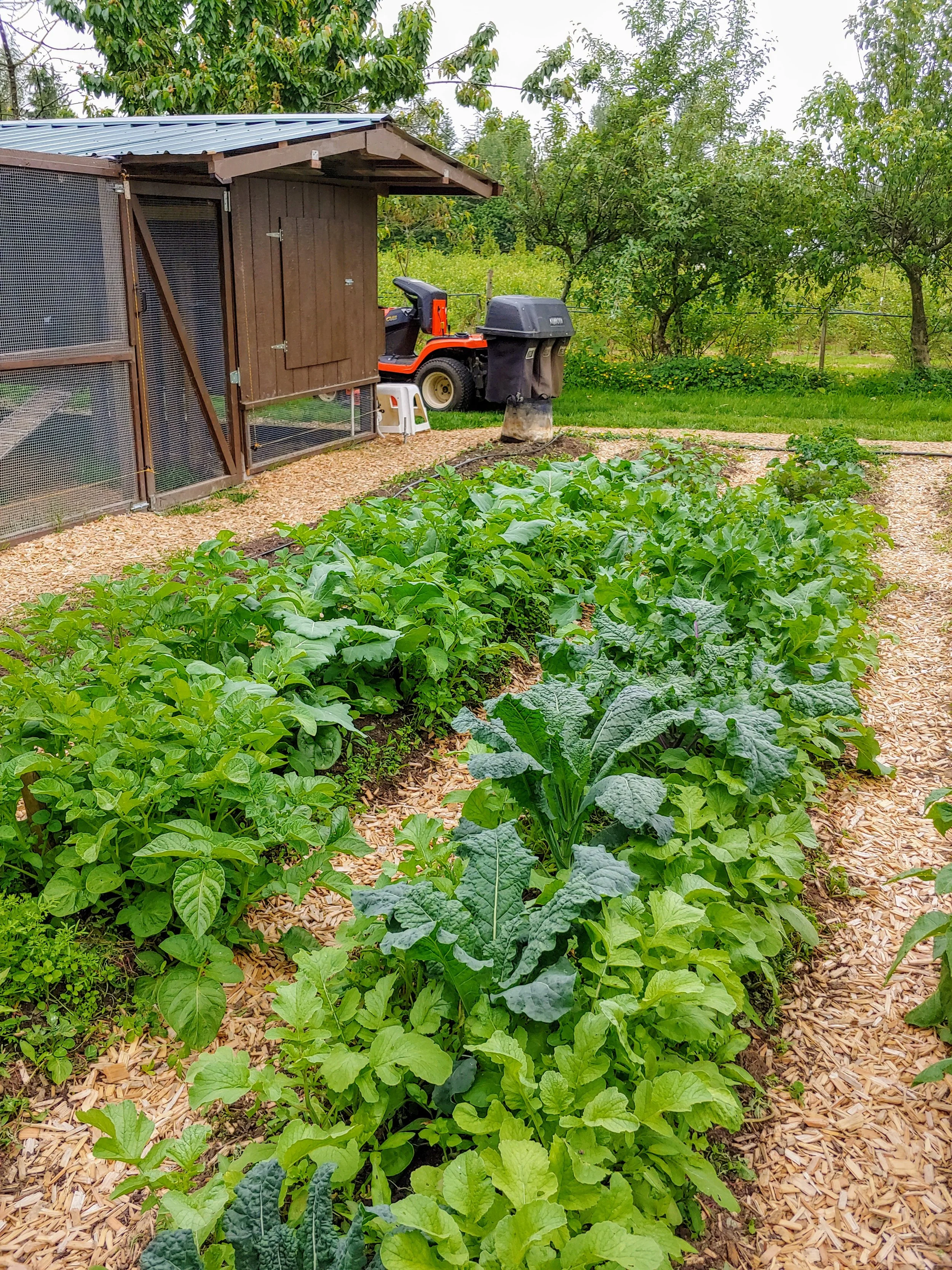 vegetable gardening, chicken coop