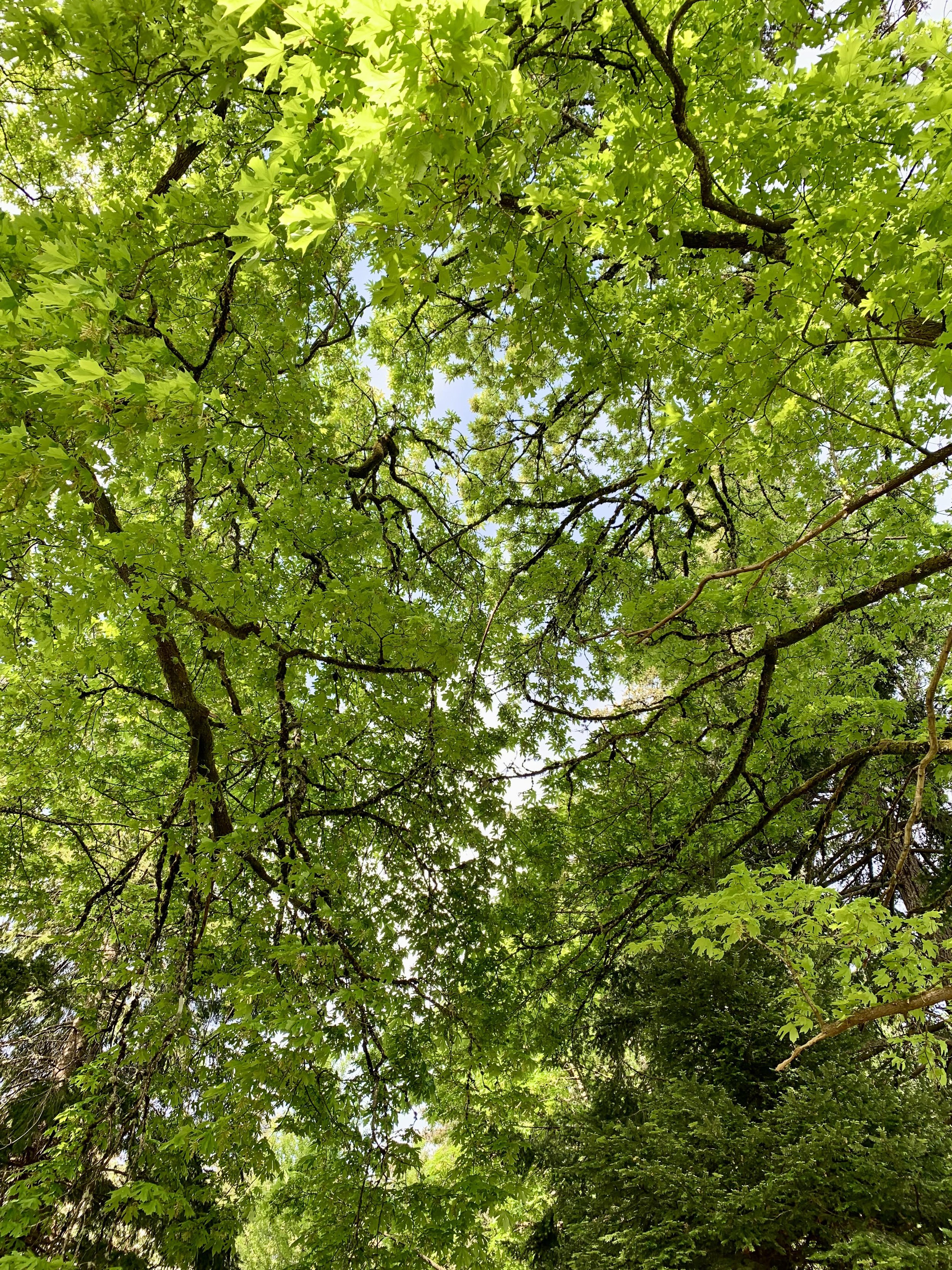 Bigleaf maples on Vancouver Island