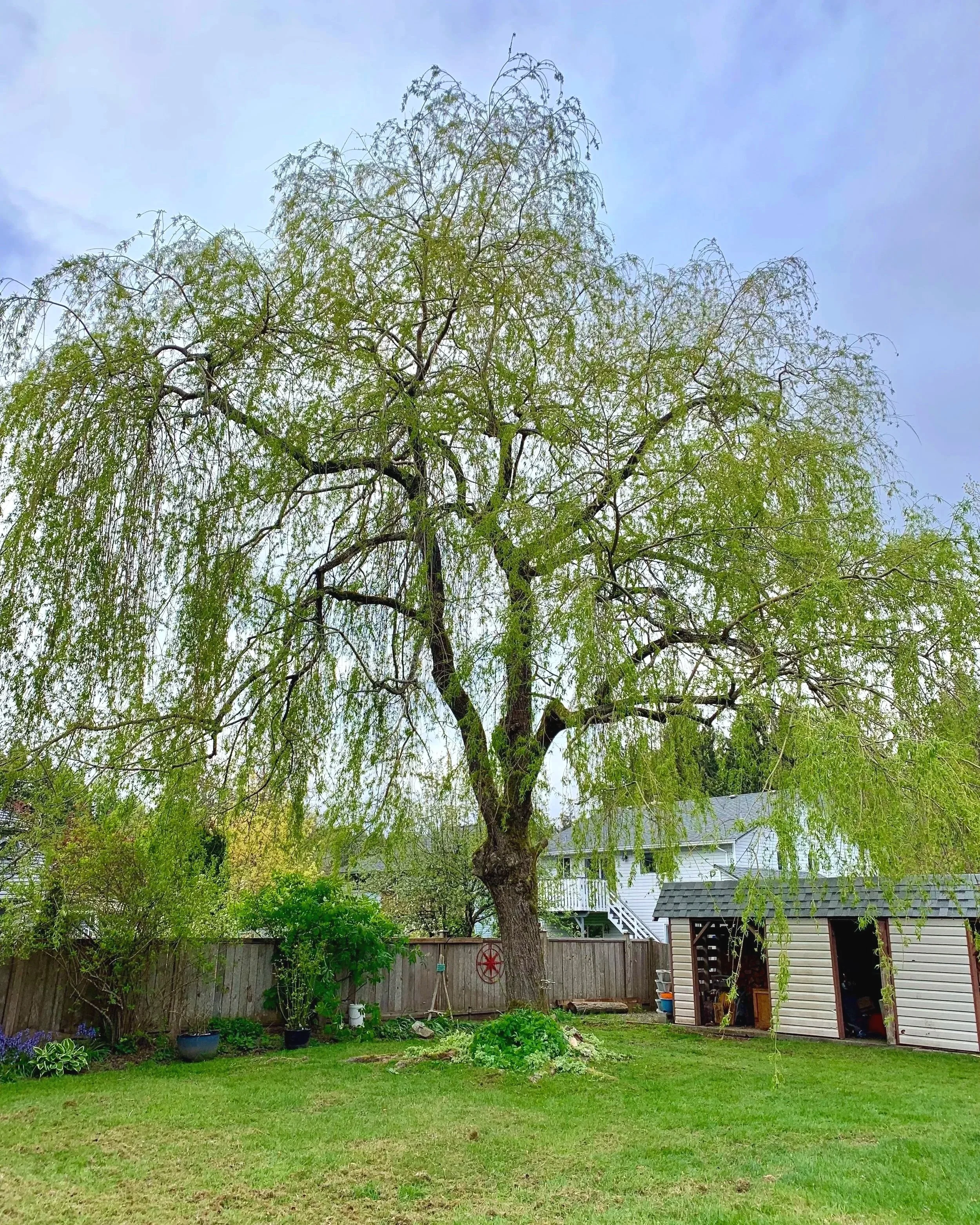 Crown thinning and deadwood removal on willow tree