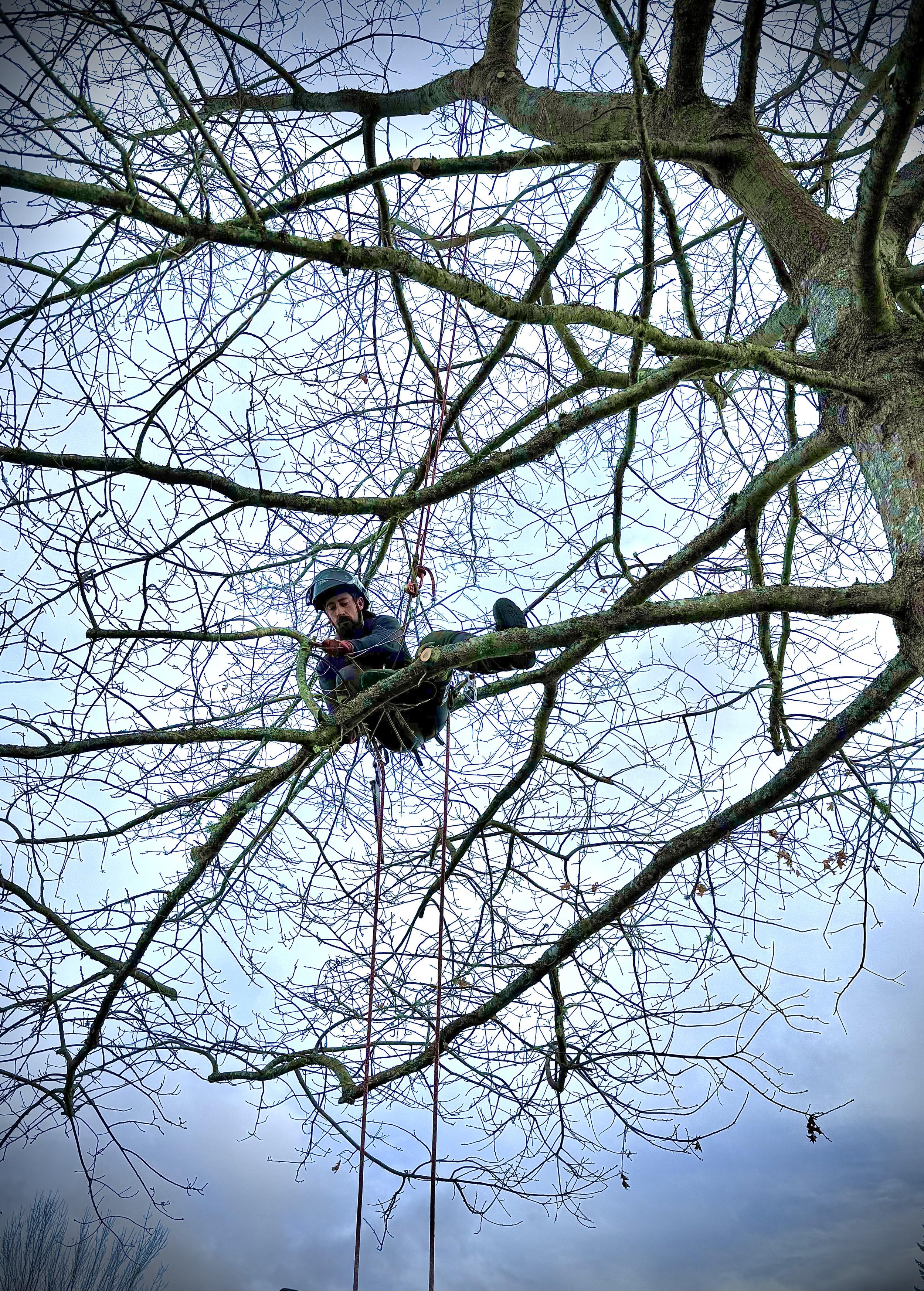Professional tree climber pruning an oak tree