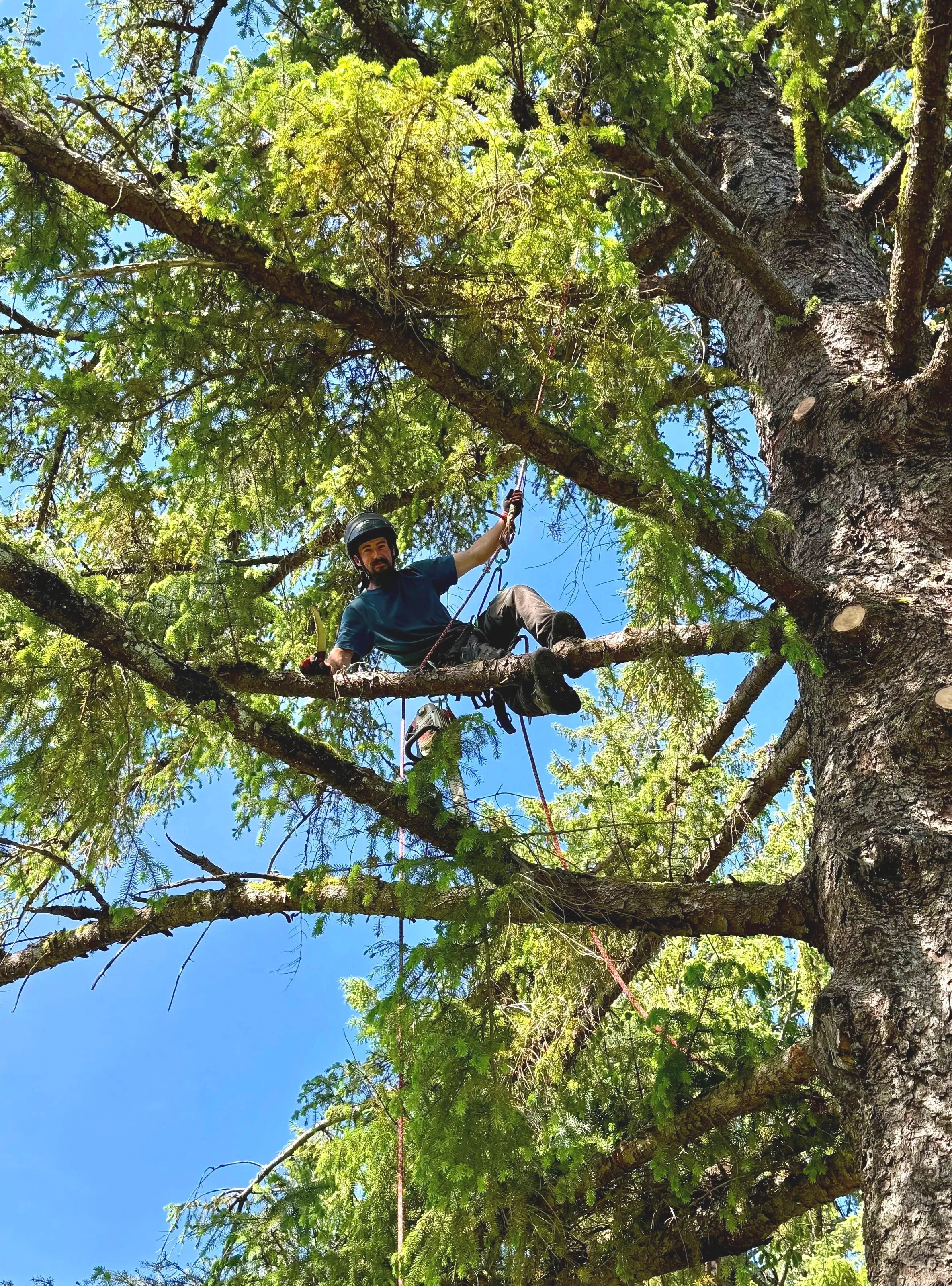 Professional tree climber pruning a large spruce tree