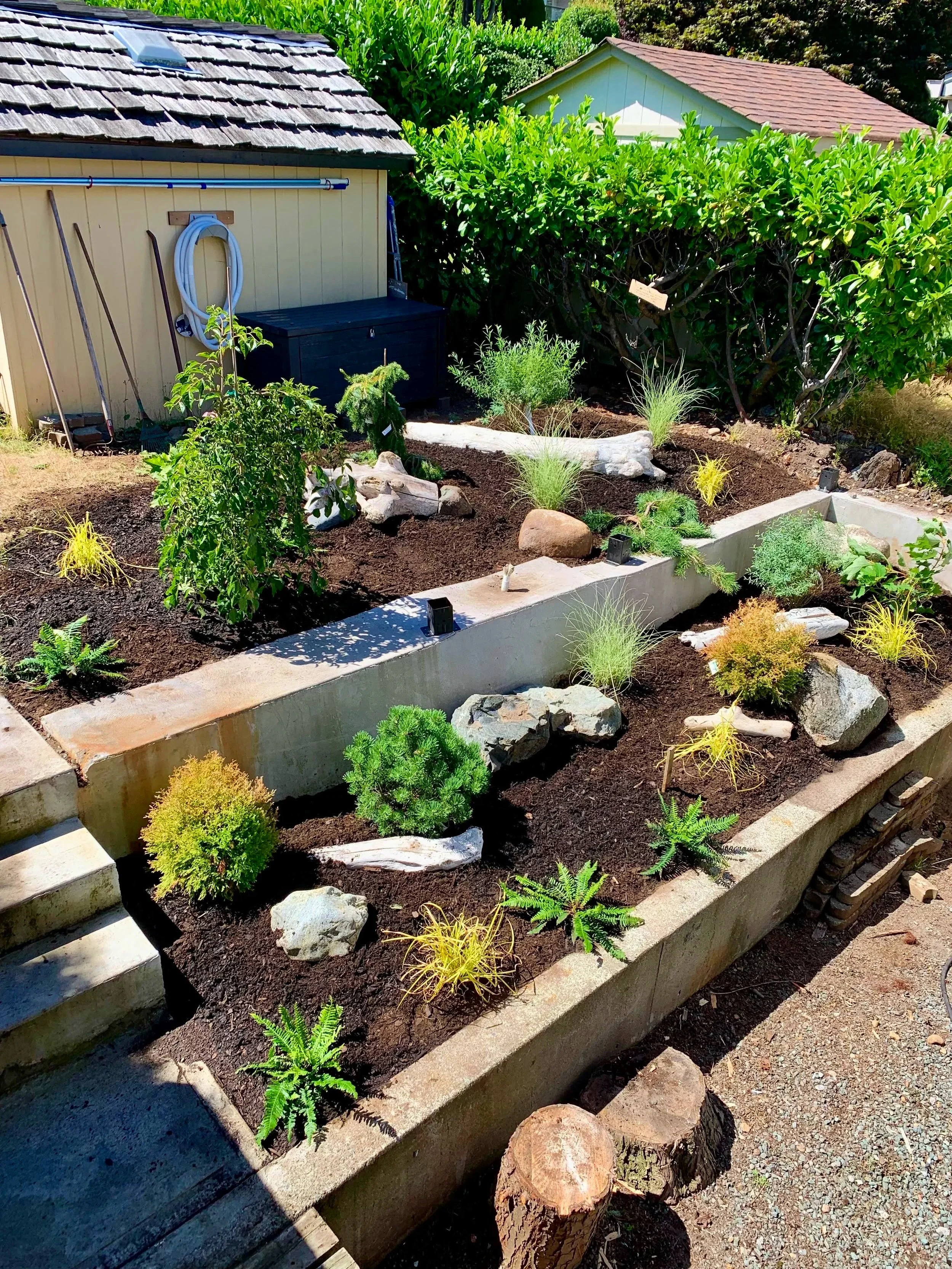 Landscape Installation featuring west coast style plants and tasteful driftwood placements for a coastal garden aesthetic