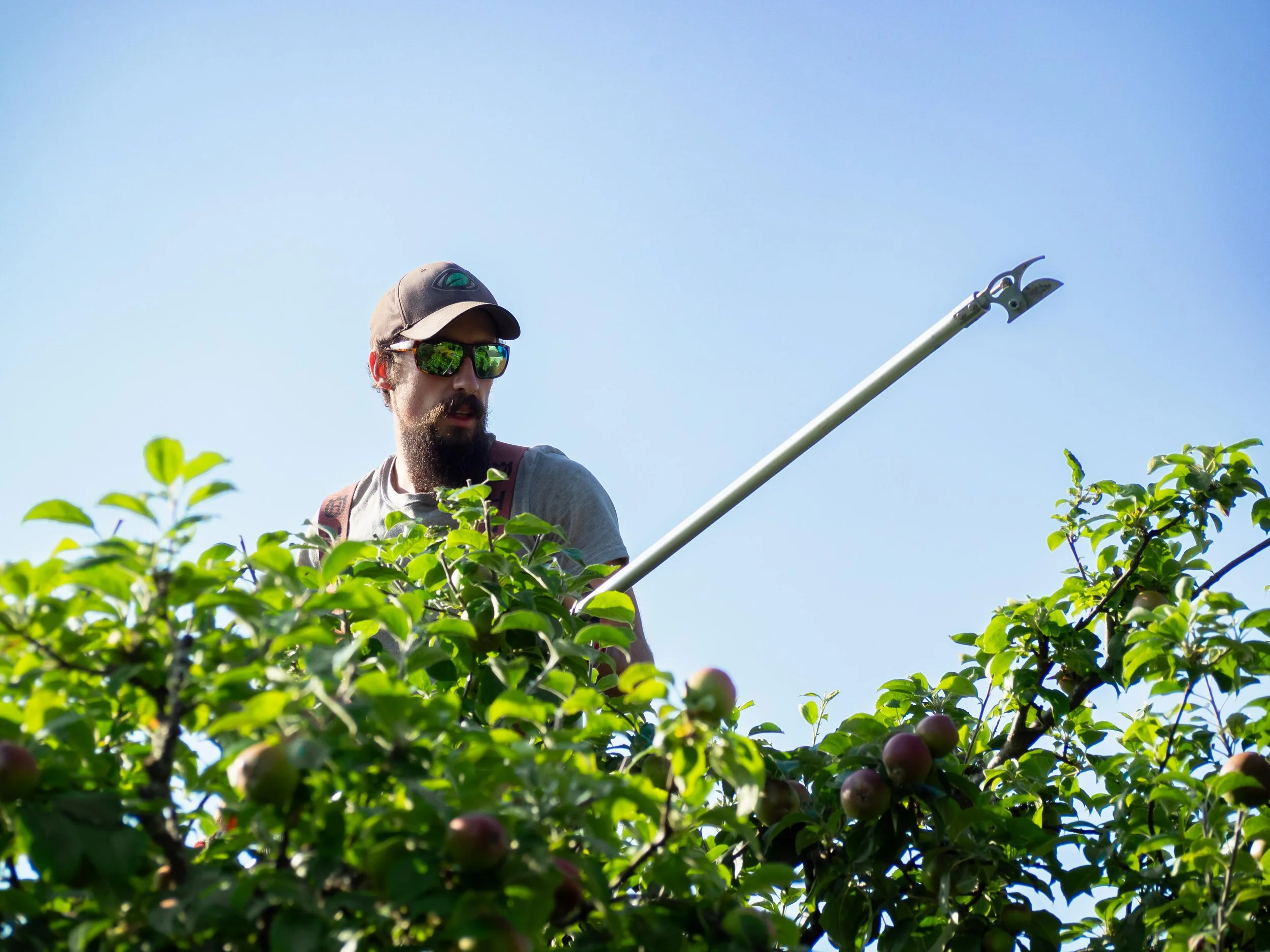 ISA Certified Arborist pruning an apple tree in coastal British Columbia