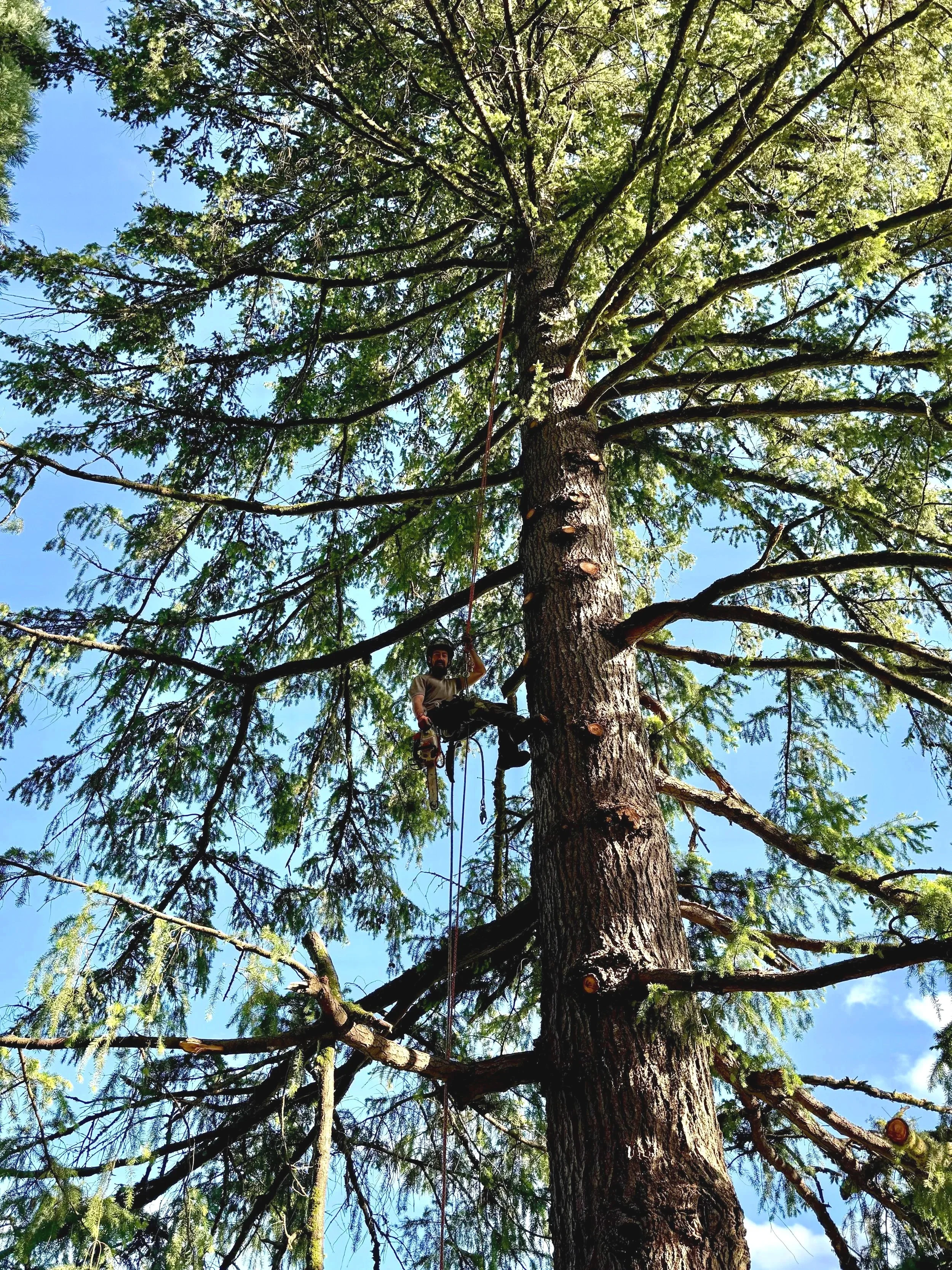 ISA Certified Arborist removing deadwood from a large Douglas Fir