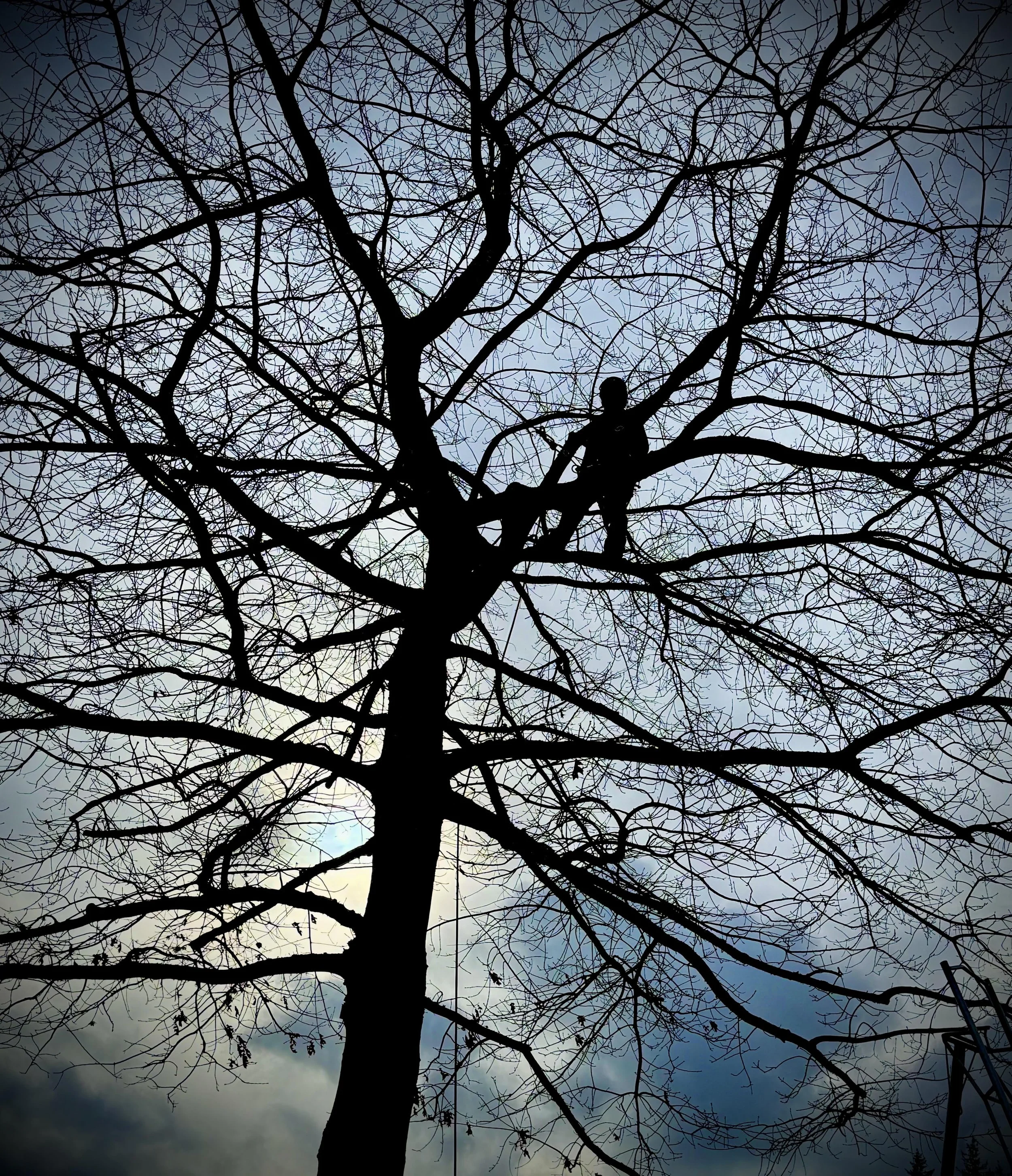 ISA Certified Arborist and professional tree climber in oak tree