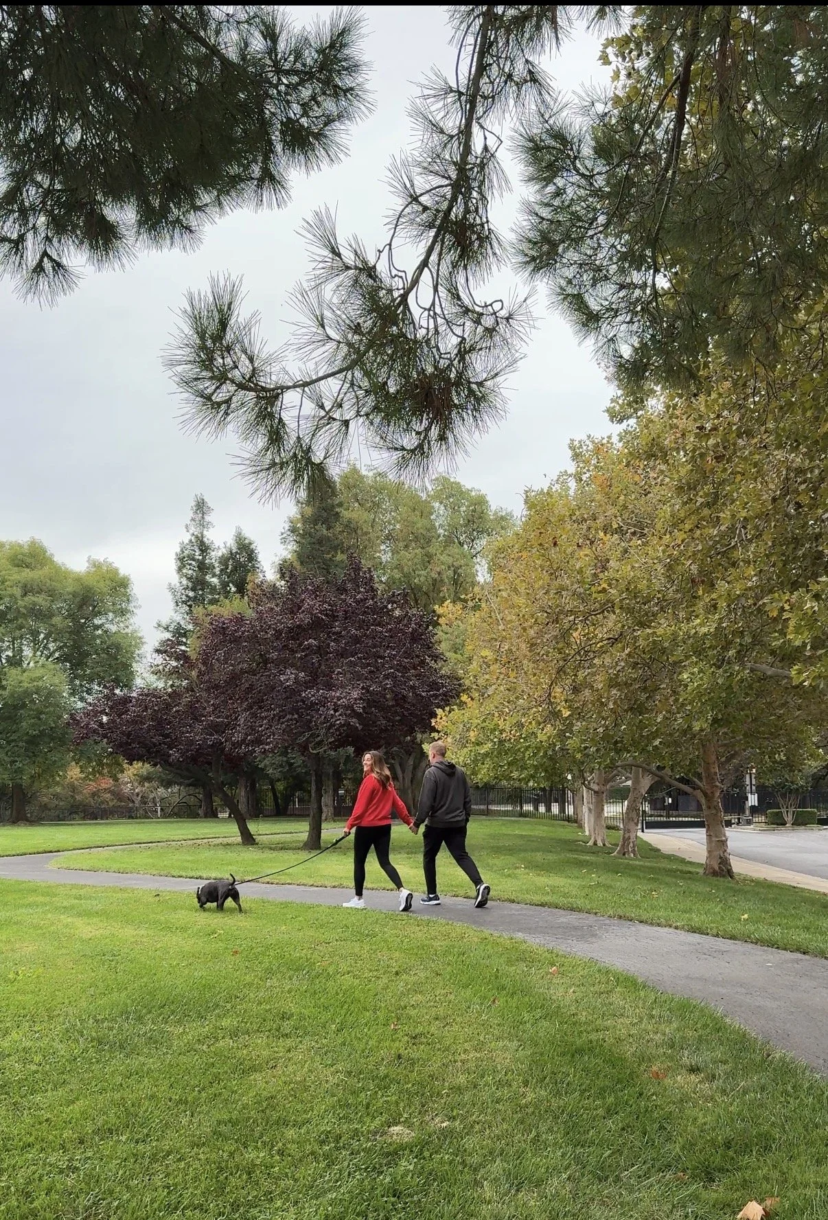 A couple walking a dog on a leash through a park with green grass, trees, and a winding sidewalk, overcast sky, fall foliage.