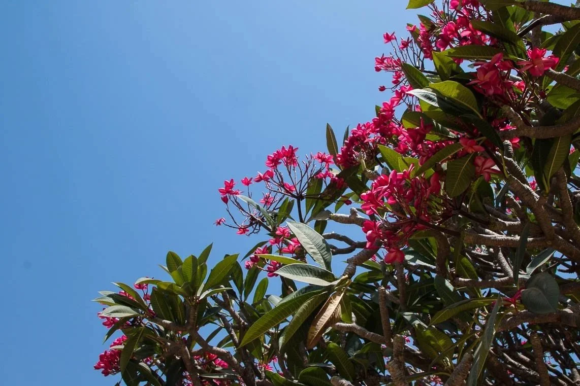 A flowering tree with pink blossoms and green leaves against a clear blue sky.