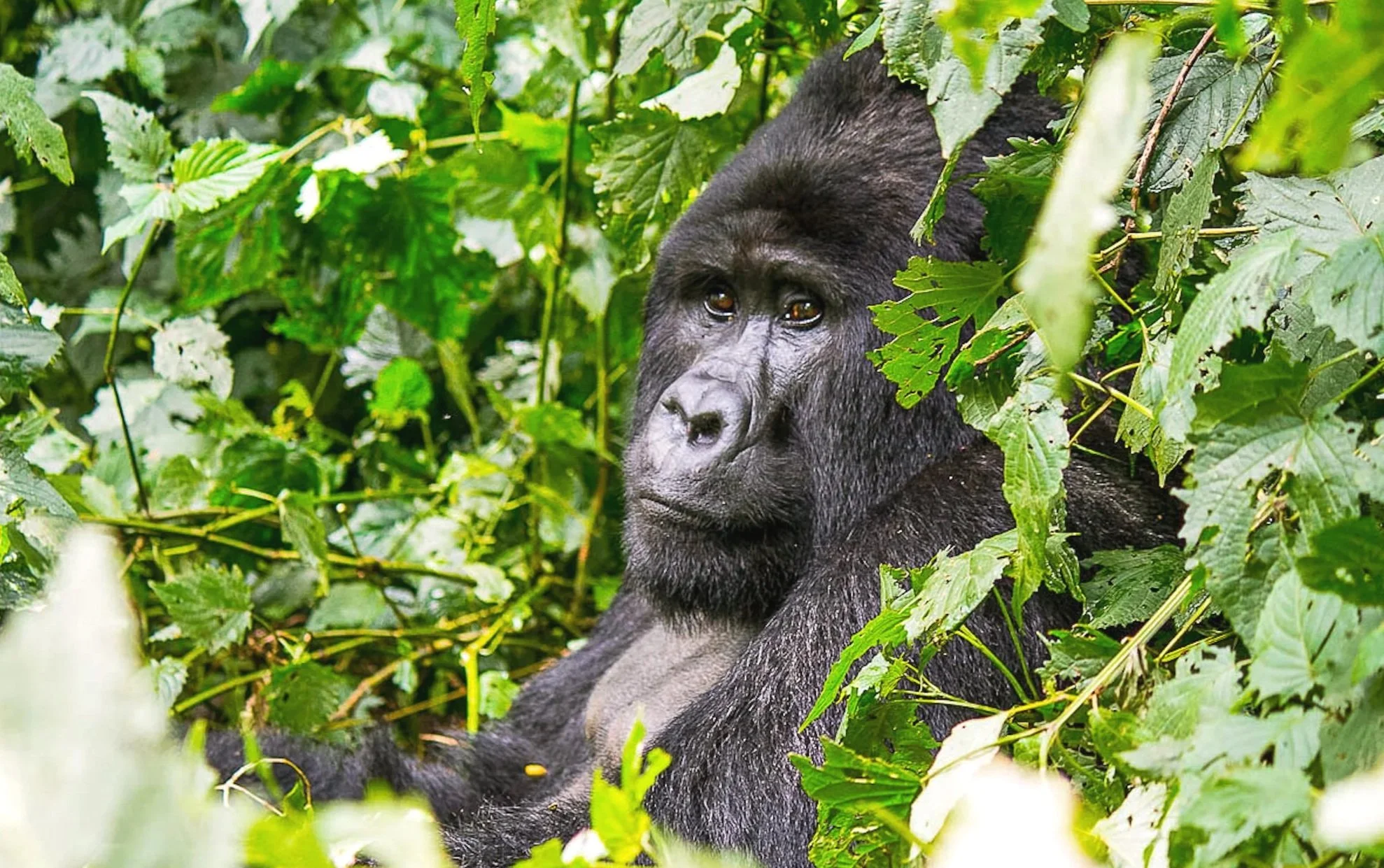 Young gorilla resting amidst dense green jungle foliage.
