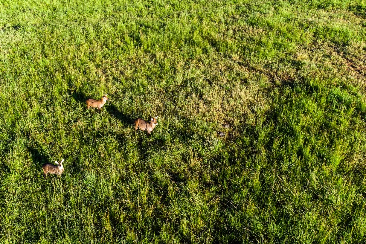 Aerial view of three gazelles standing in tall green grass in a wildlife habitat.
