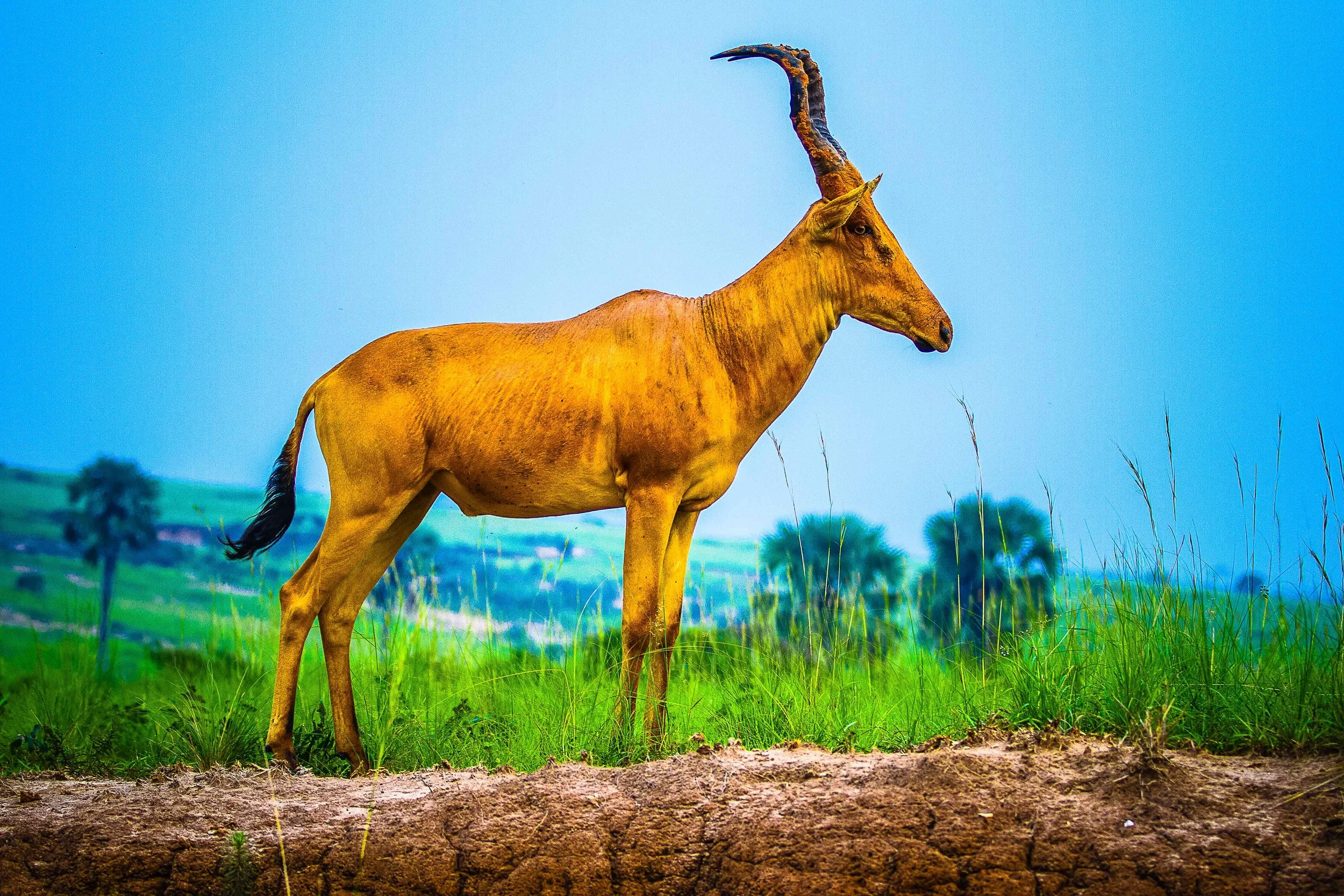 A giraffe standing in a grassy field with blue sky in the background.