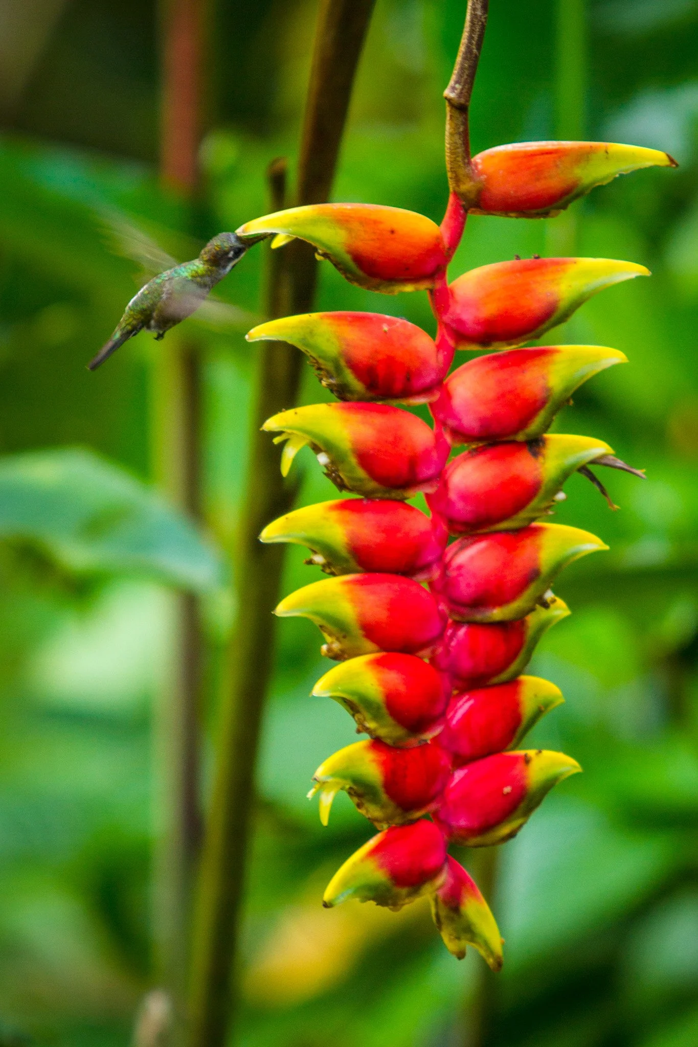 Close-up of a colorful tropical flower with red, yellow, and green petals and a hummingbird approaching to feed.