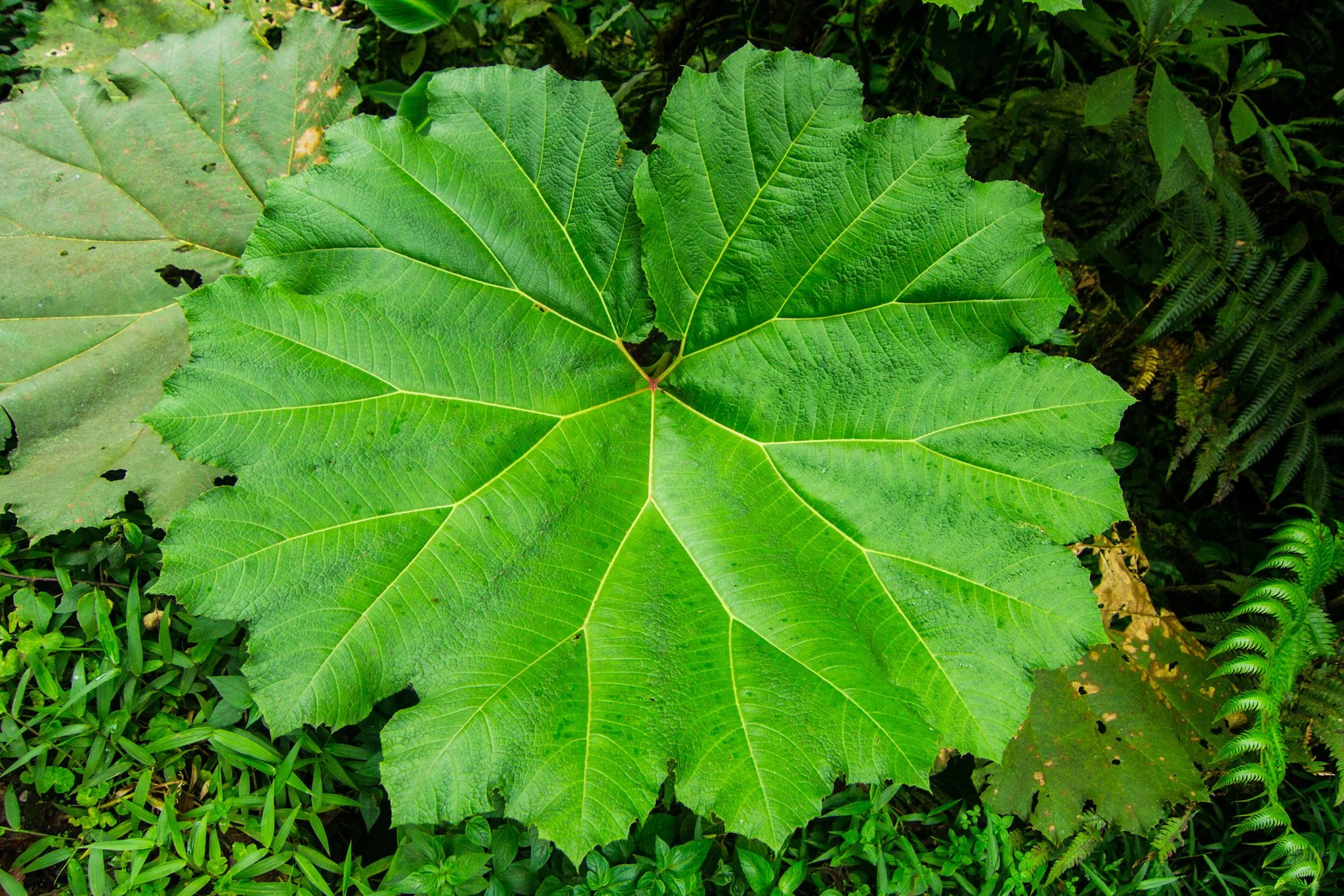 Large green leaves with prominent veins surrounded by smaller green plants and fern-like foliage.