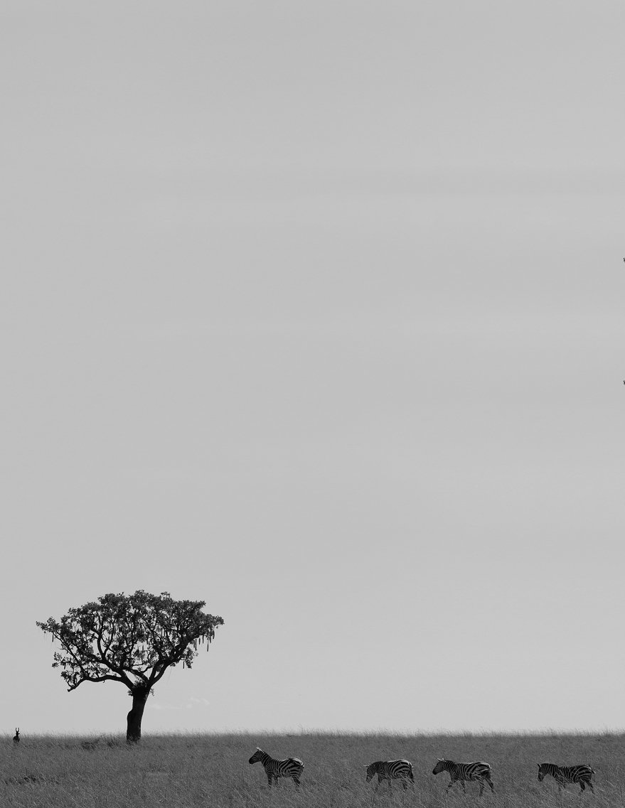 A black and white photo of a savannah with a single large tree and a small group of zebras walking in the grass.