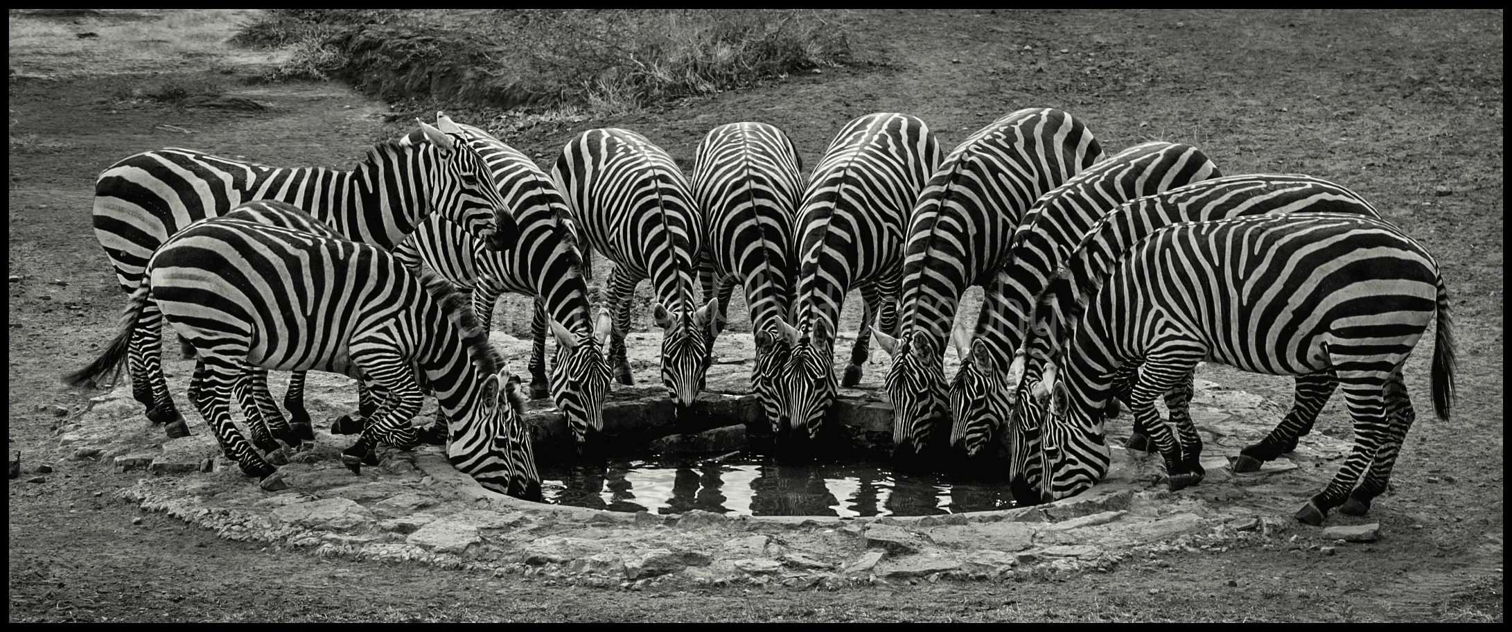 A herd of zebras drinking water from a small, shallow waterhole on a dirt surface.