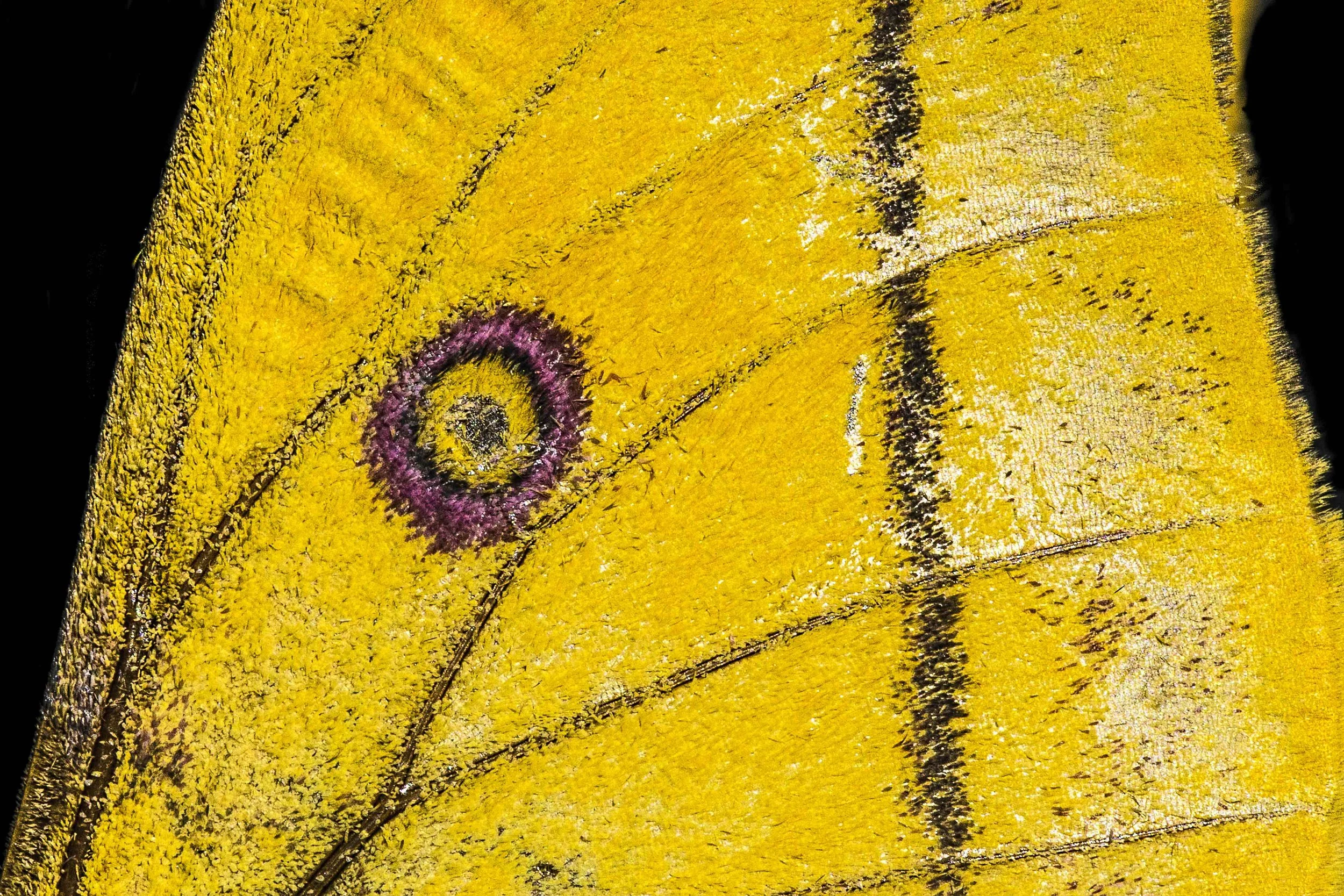 Close-up of a yellow butterfly's wing showing fine textures and black lines.