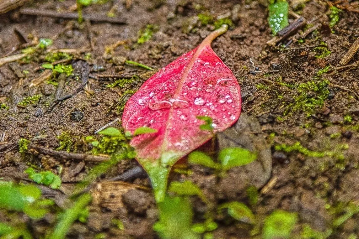 Close-up of a fallen red leaf with dewdrops on the ground surrounded by small green plants and moss.