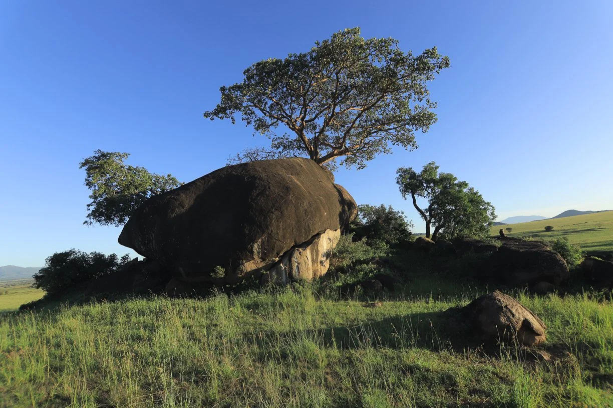 A large rock with a tree growing on top, surrounded by grassy fields and other trees under a blue sky.