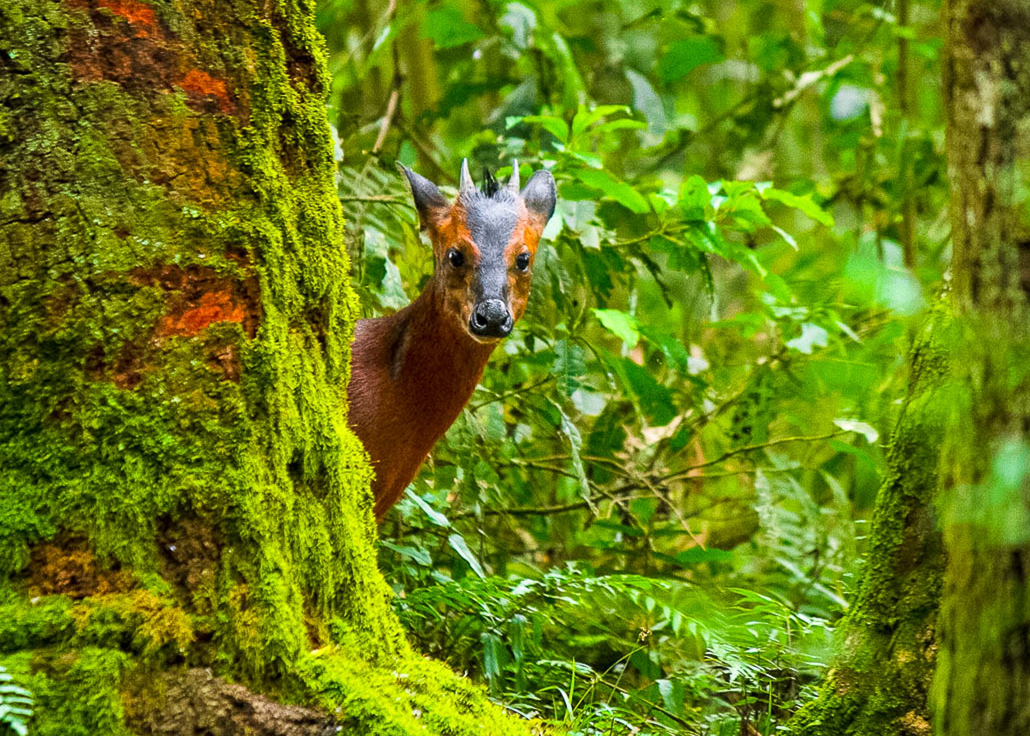 A deer peeking out from behind a moss-covered tree in a lush green forest.