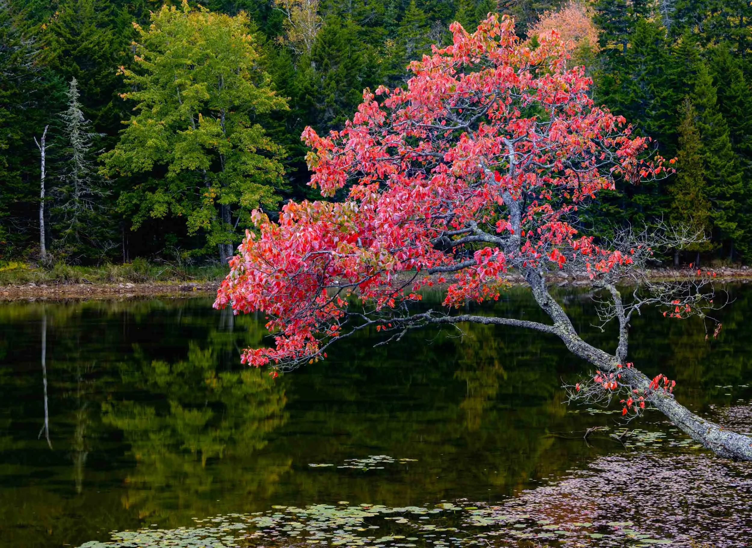Maple Glory, Little Long Pond, Maine, USA