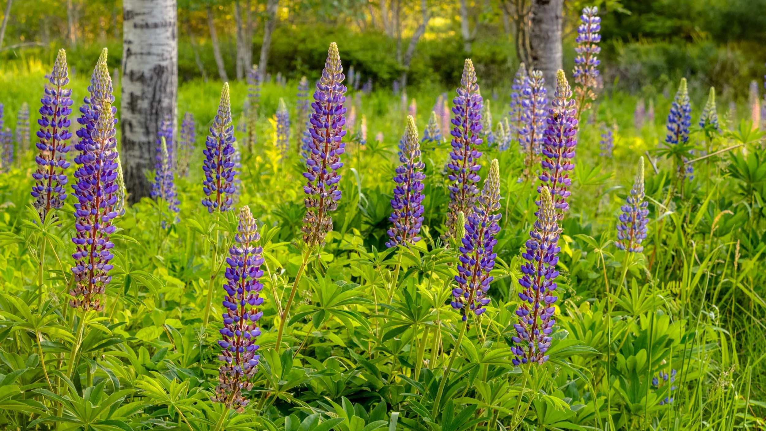 Lupin, Great Meadow, Acadia National Park, Maine, USA
