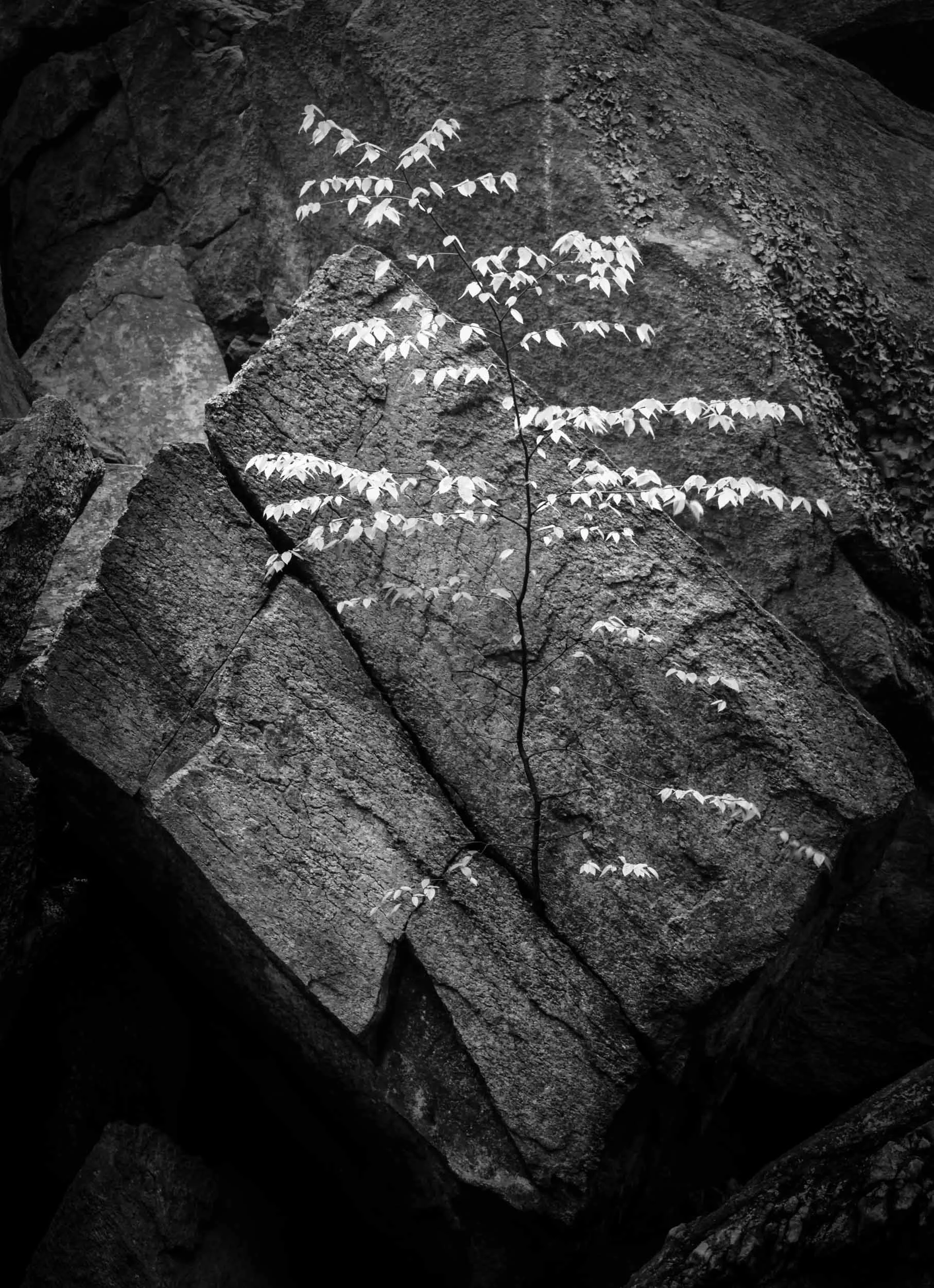 _DSC3433-Edit-Edit.jpg