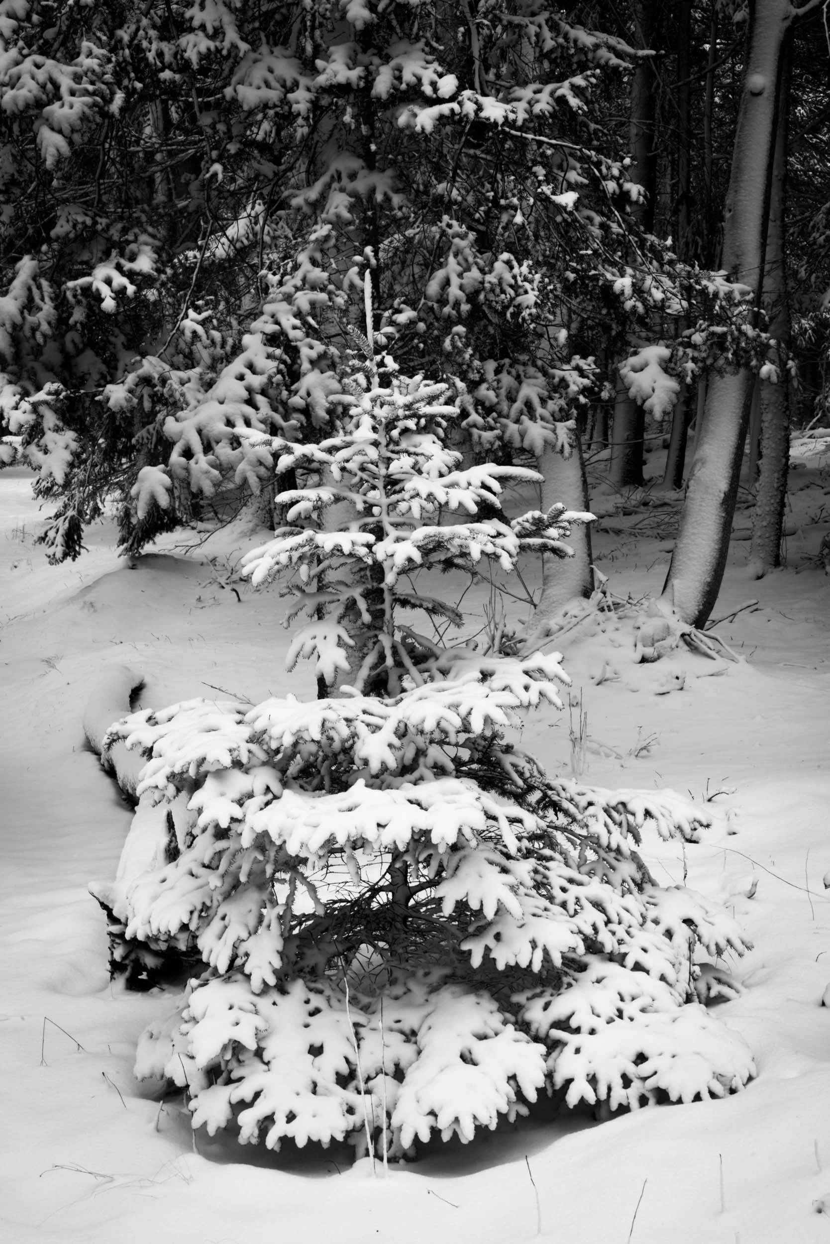 _DSC8271.jpg