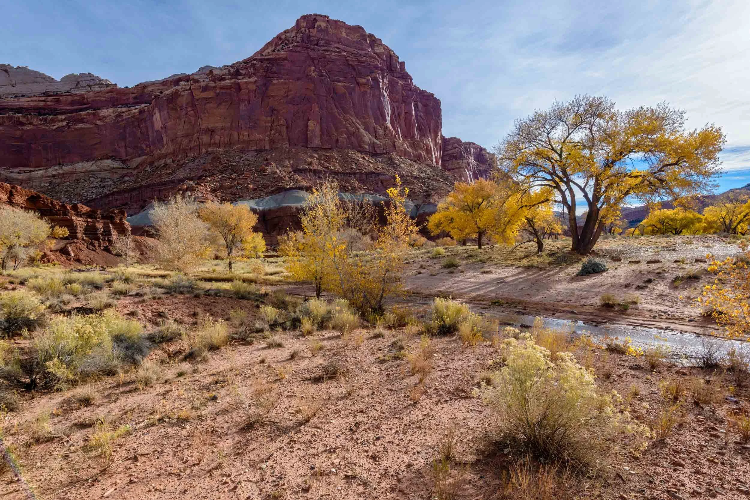 Cottonwood along Freemont River, Capitol Reef National Park, Utah