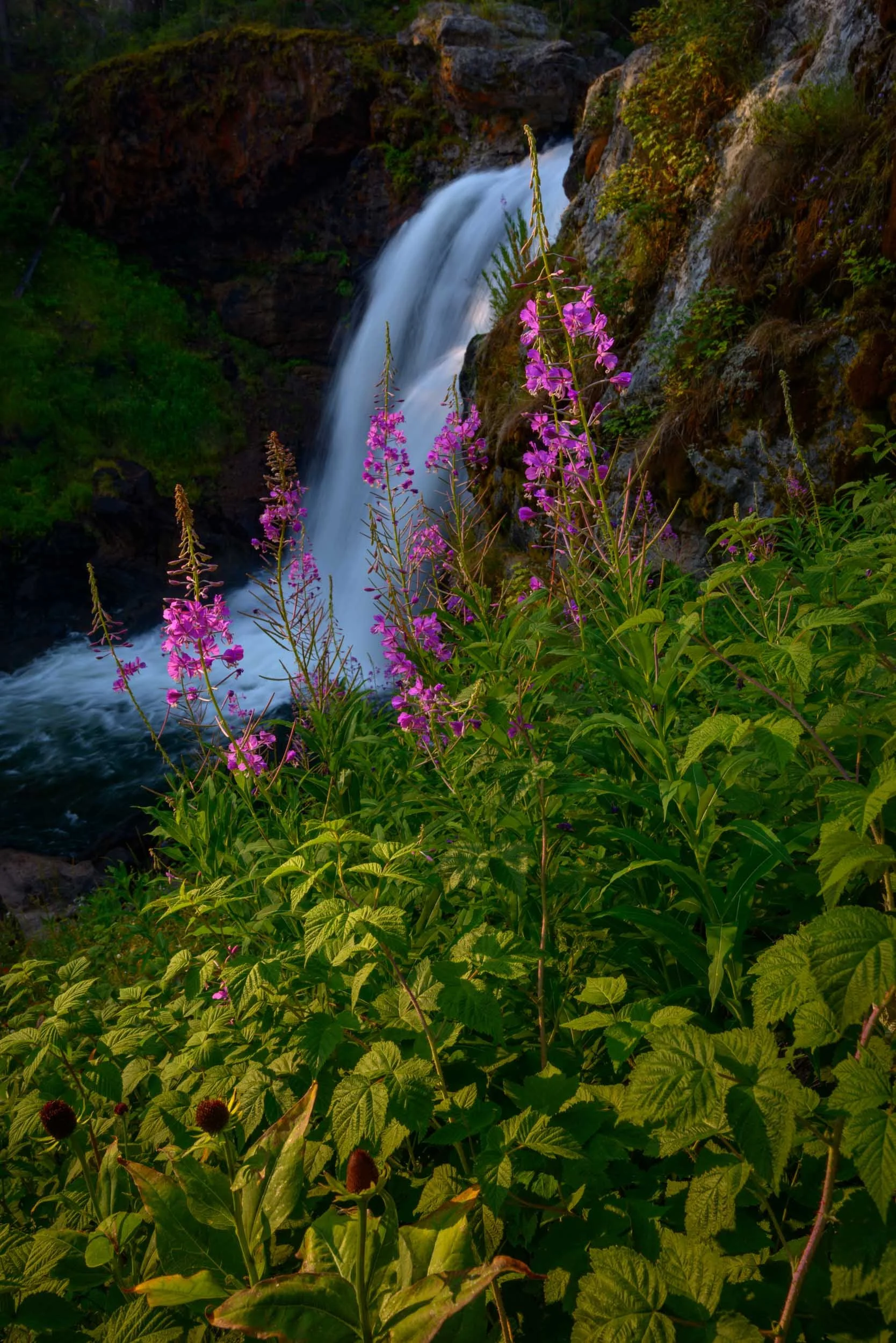 Fireweed at Moose Falls, Yellowstone National Park, Wyoming