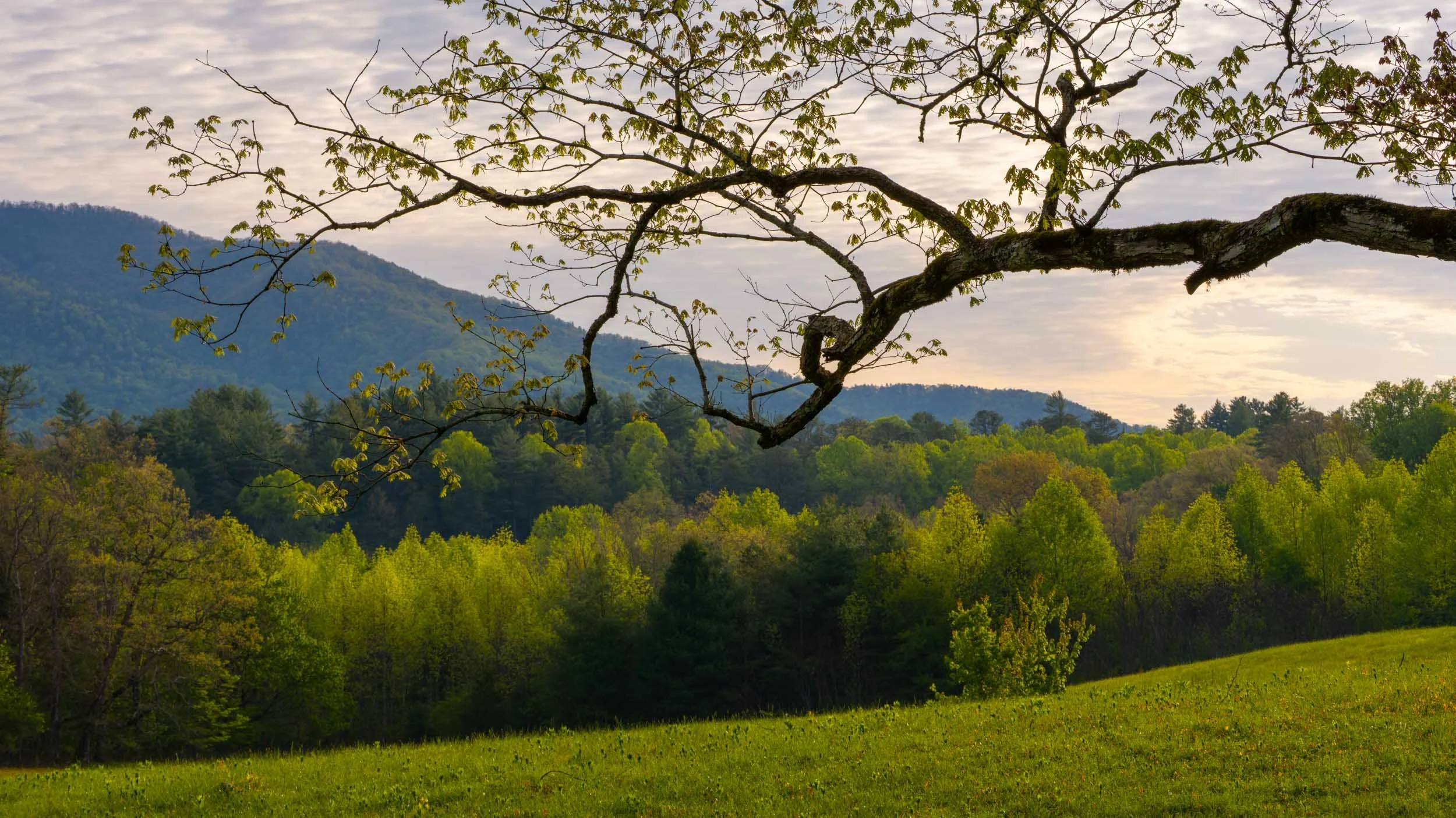 Branching Out, Cades Cove, Great Smokey Mountains National Park, Tennessee, USA