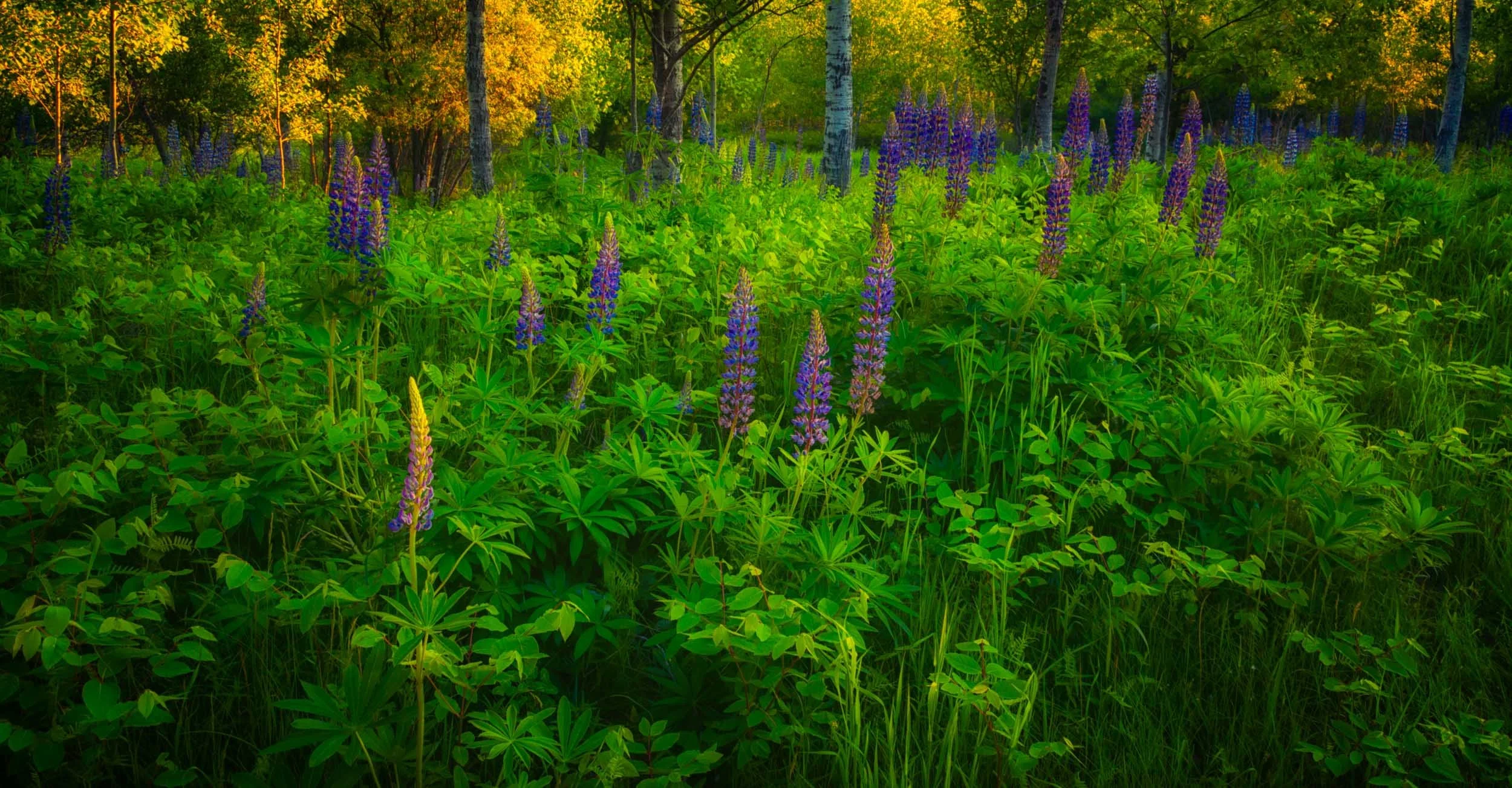 Lupin, Early Evening, Acadia National Park, Maine, USA