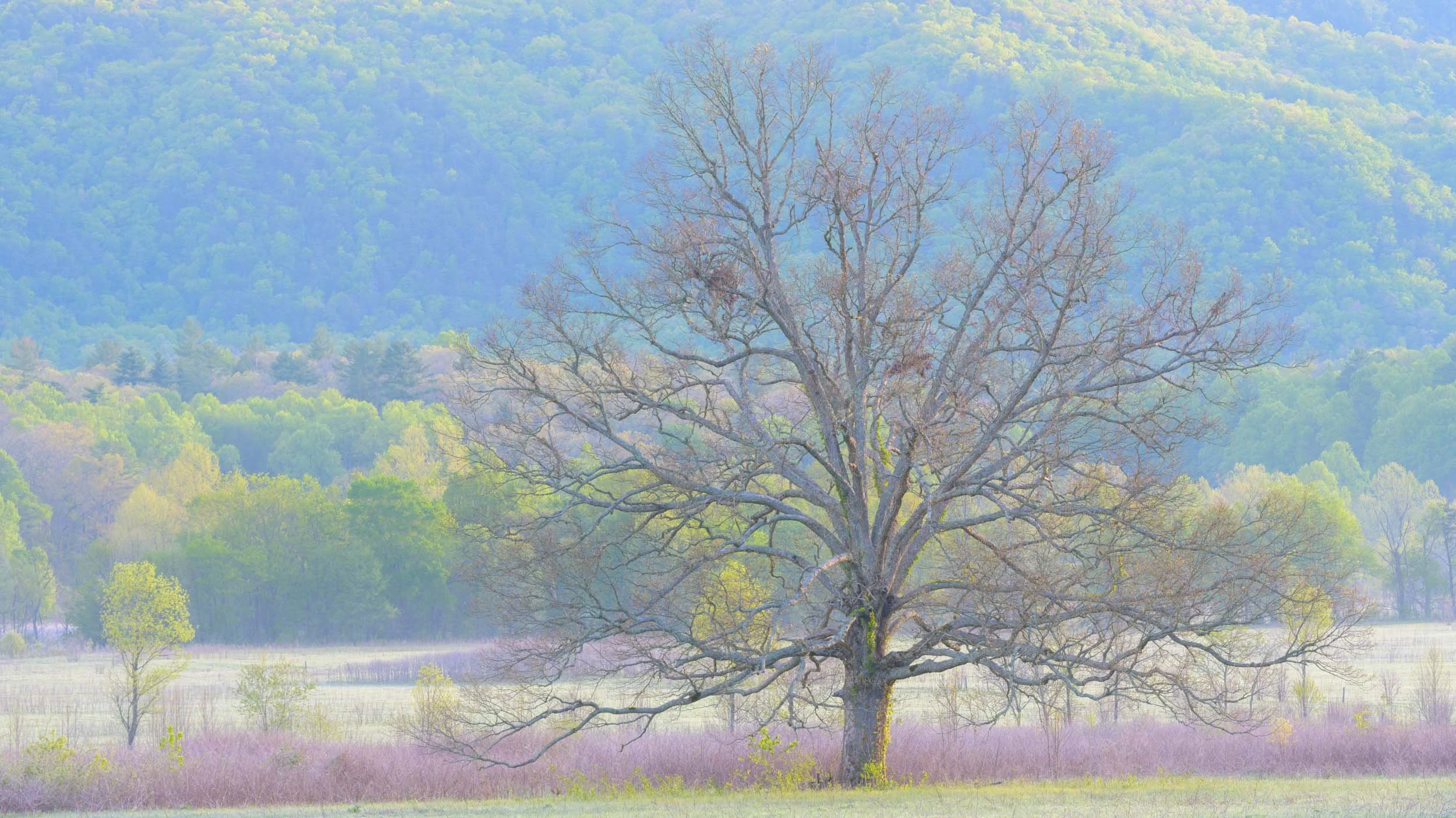 Spring Morning Mist, Cades Cove, Great Smoky Mountains National Park, Tennessee, USA