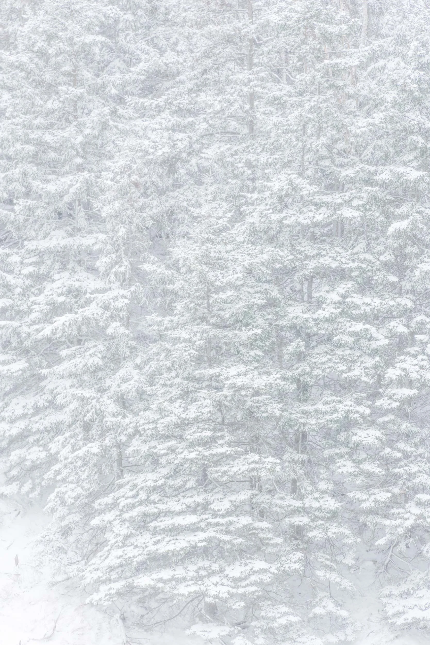 _DSC8121.jpg