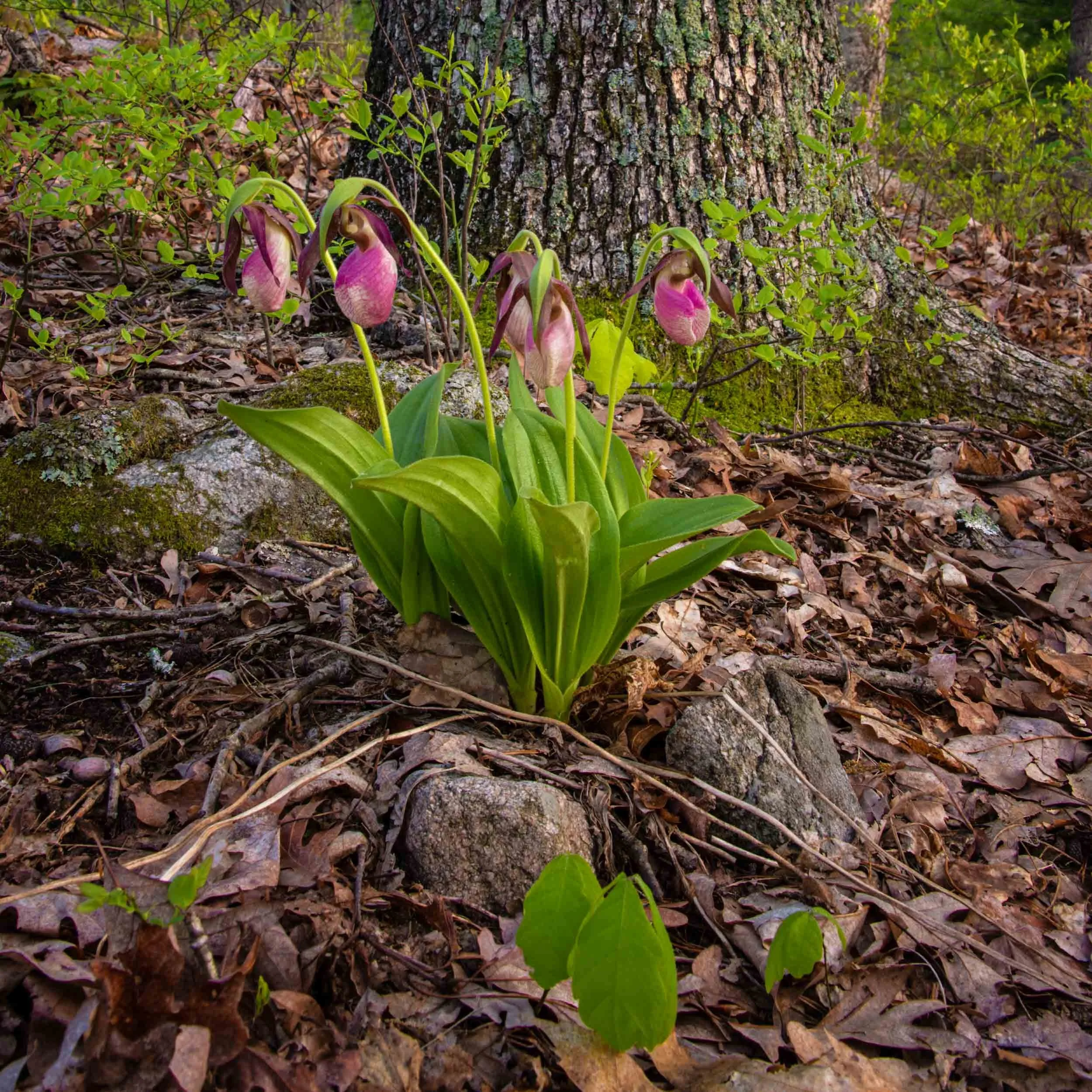 Lady Slipper Quintet, Blackstone, Massachusetts, USA
